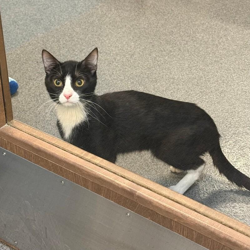 Enlarge Armadillo, a Adoptable Domestic Short Hair in Fort Collins, CO image 5/6