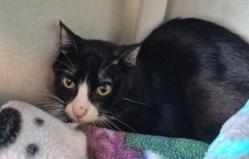Enlarge Armadillo, a Adoptable Domestic Short Hair in Fort Collins, CO image 6/6