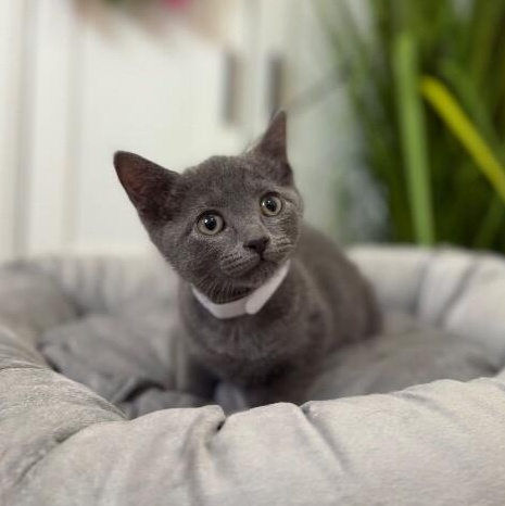 Cat for adoption - Minnie River, a Domestic Short Hair in Syracuse, NY ...