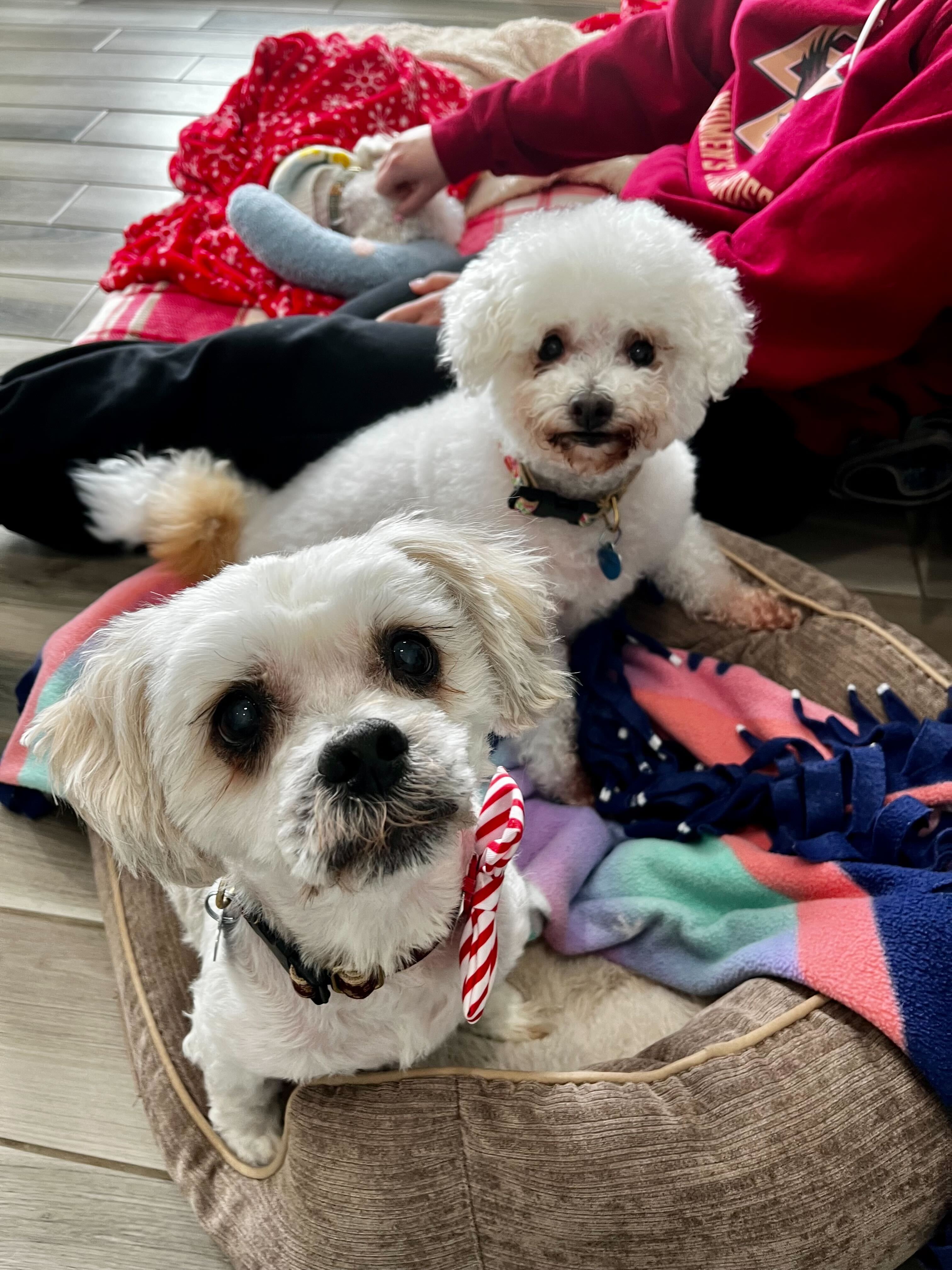 Enlarge Bonnie & Clyde, a Adopted Miniature Poodle in Woodstock, IL image 1/6