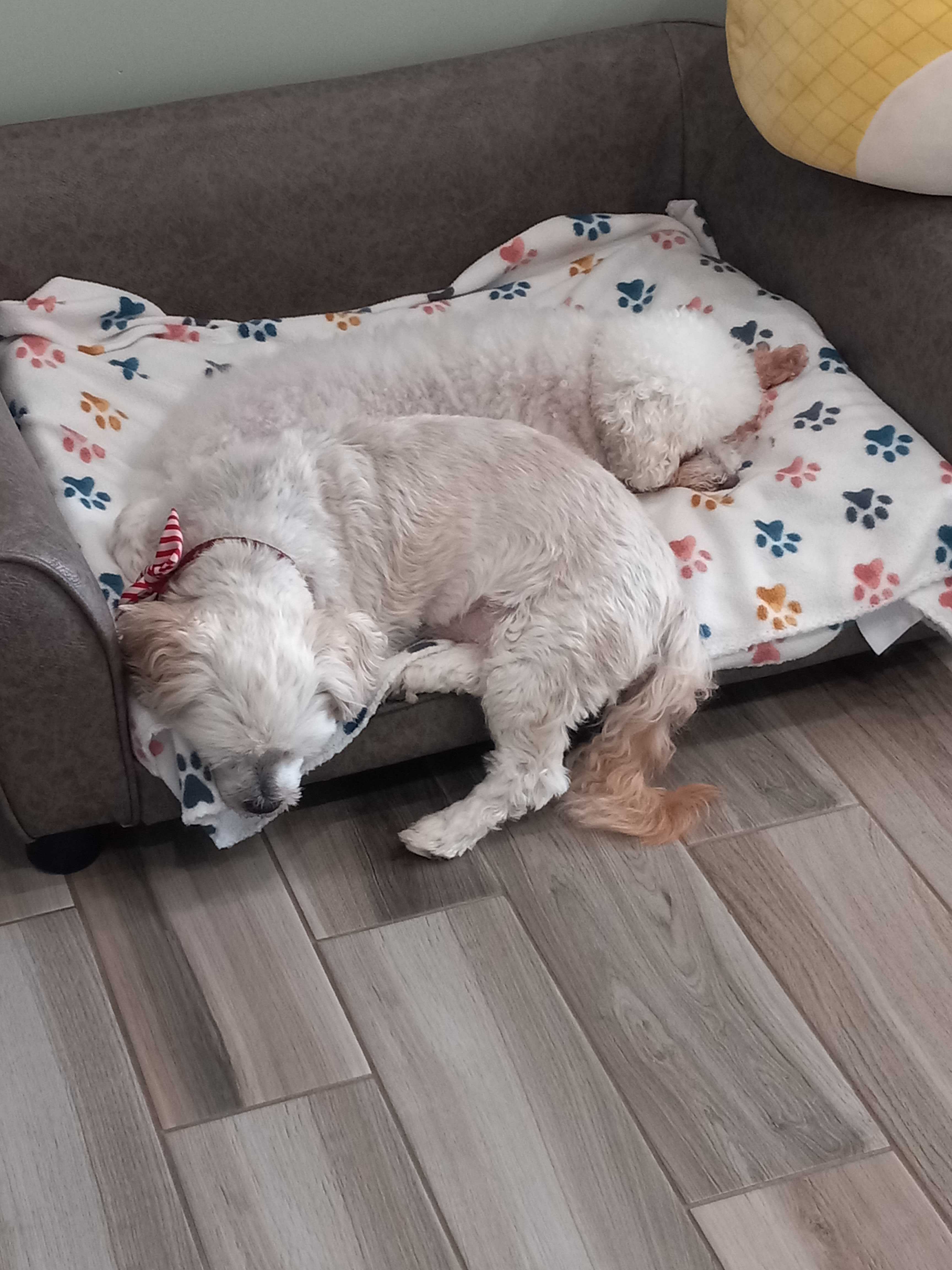 Enlarge Bonnie & Clyde, a Adopted Miniature Poodle in Woodstock, IL image 6/6