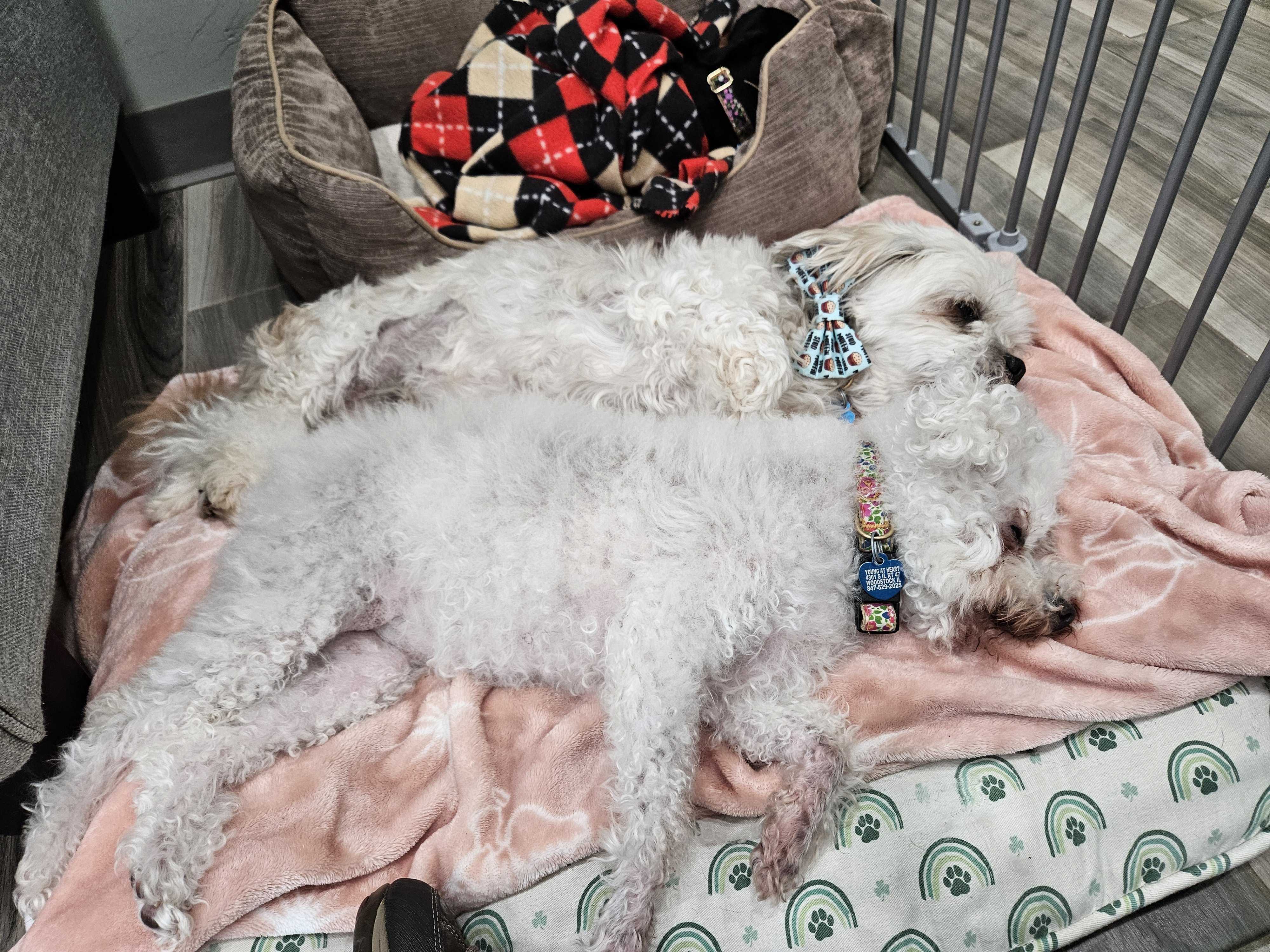 Enlarge Bonnie & Clyde, a Adopted Miniature Poodle in Woodstock, IL image 5/6