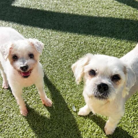 Enlarge Bonnie & Clyde, a Adopted Miniature Poodle in Woodstock, IL image 2/6