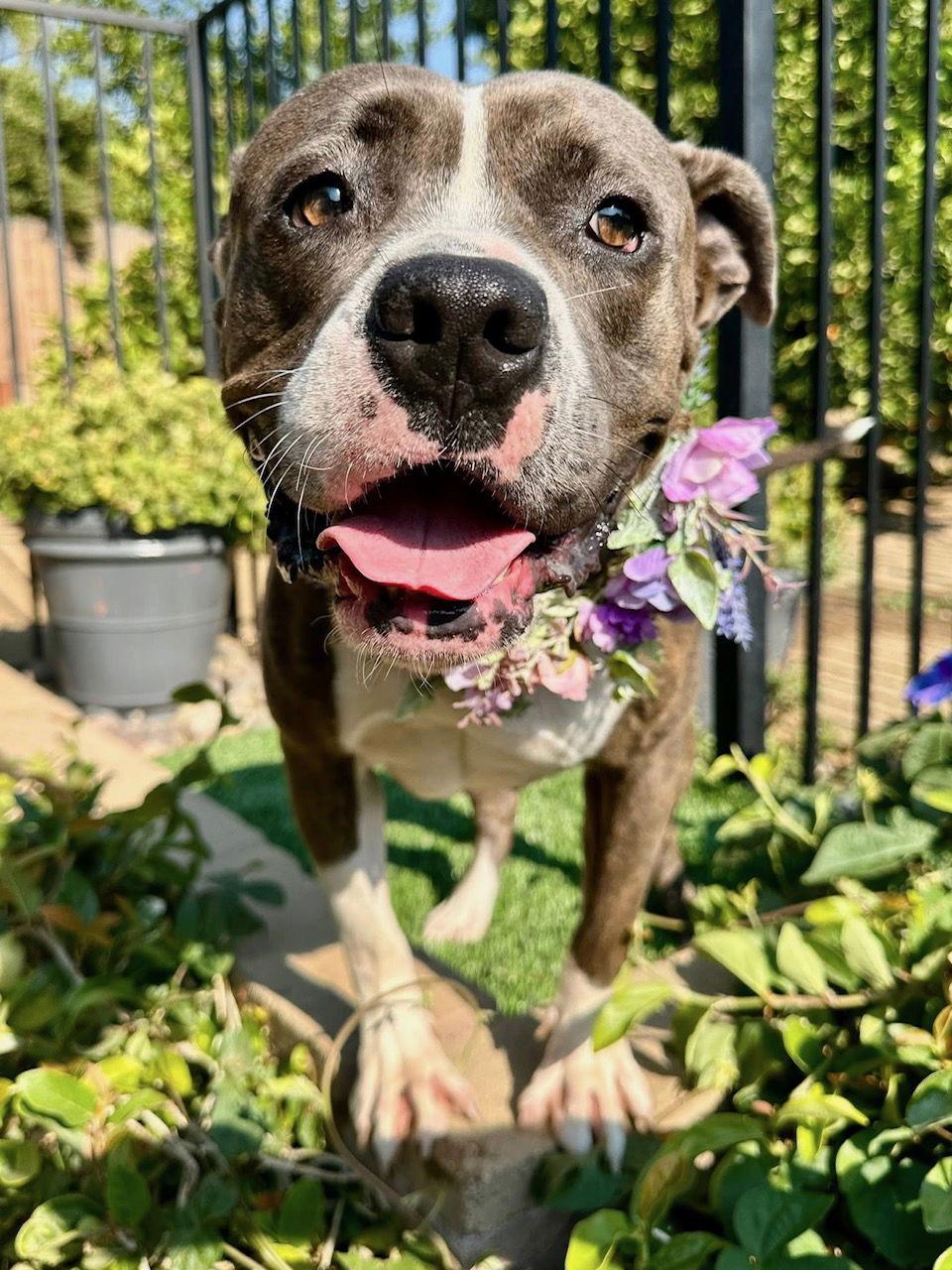 Tatum, a Adoptable mixed breed in Redlands, CA image 1/3