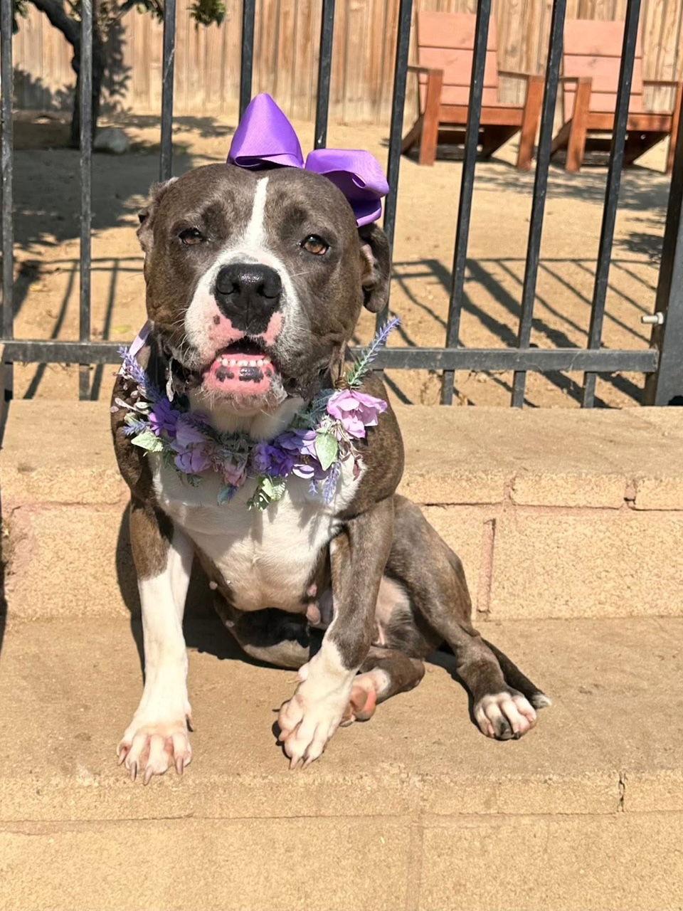 Tatum, a Adoptable mixed breed in Redlands, CA image 2/3