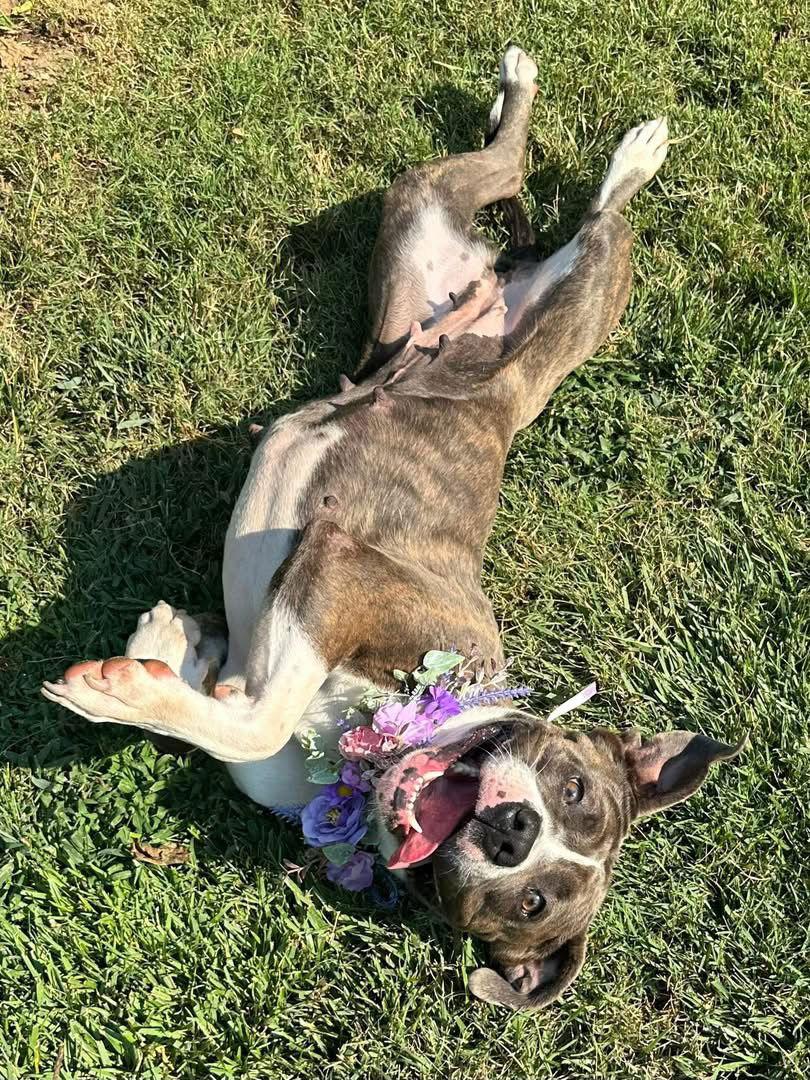 Tatum, a Adoptable mixed breed in Redlands, CA image 3/3