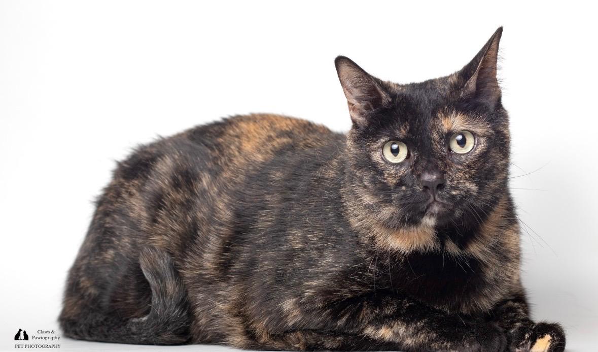 Enlarge Batgirl , a Adoptable Tortoiseshell in Tallahassee, FL image 3/6