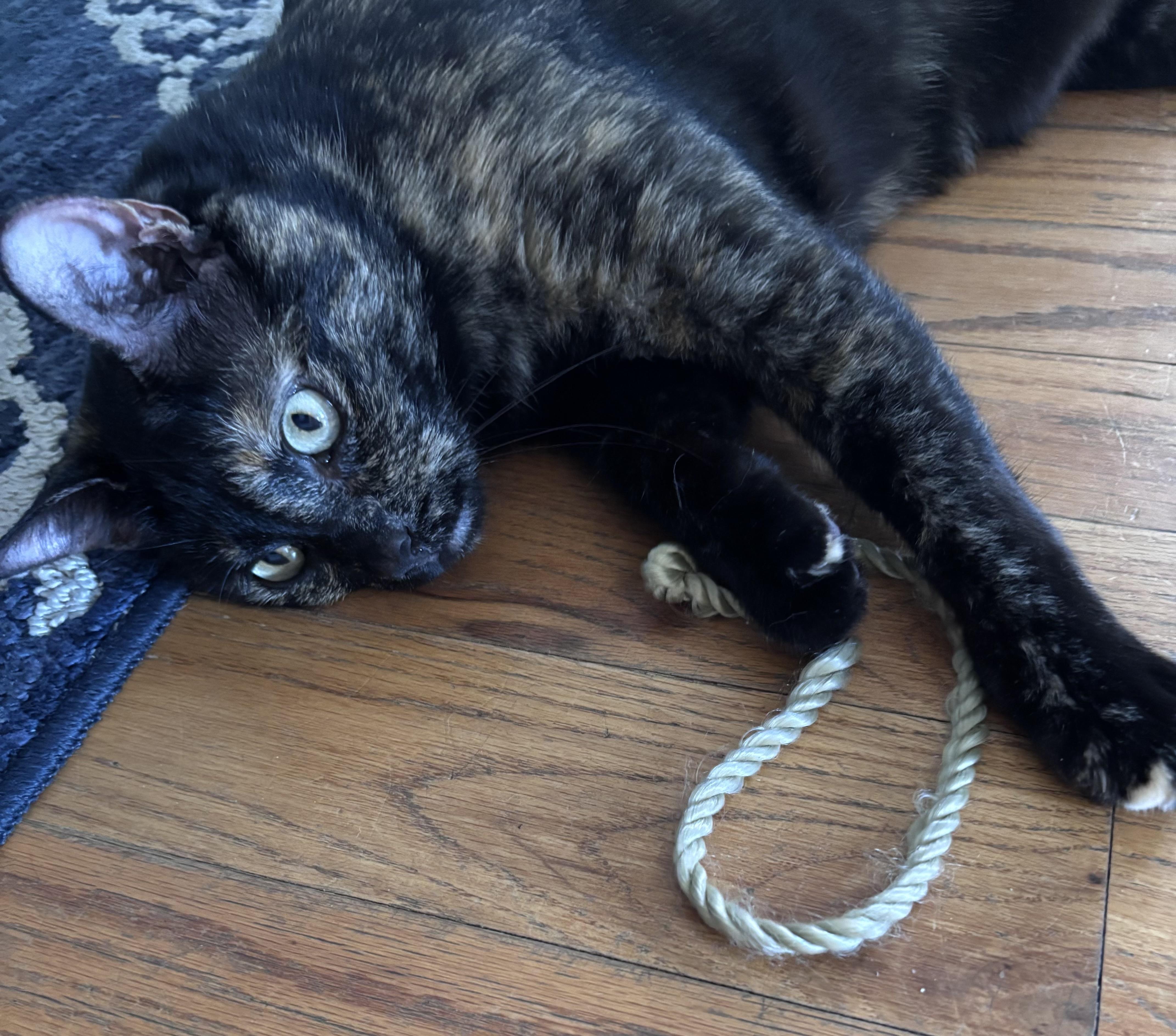 Enlarge Batgirl , a Adoptable Tortoiseshell in Tallahassee, FL image 5/6