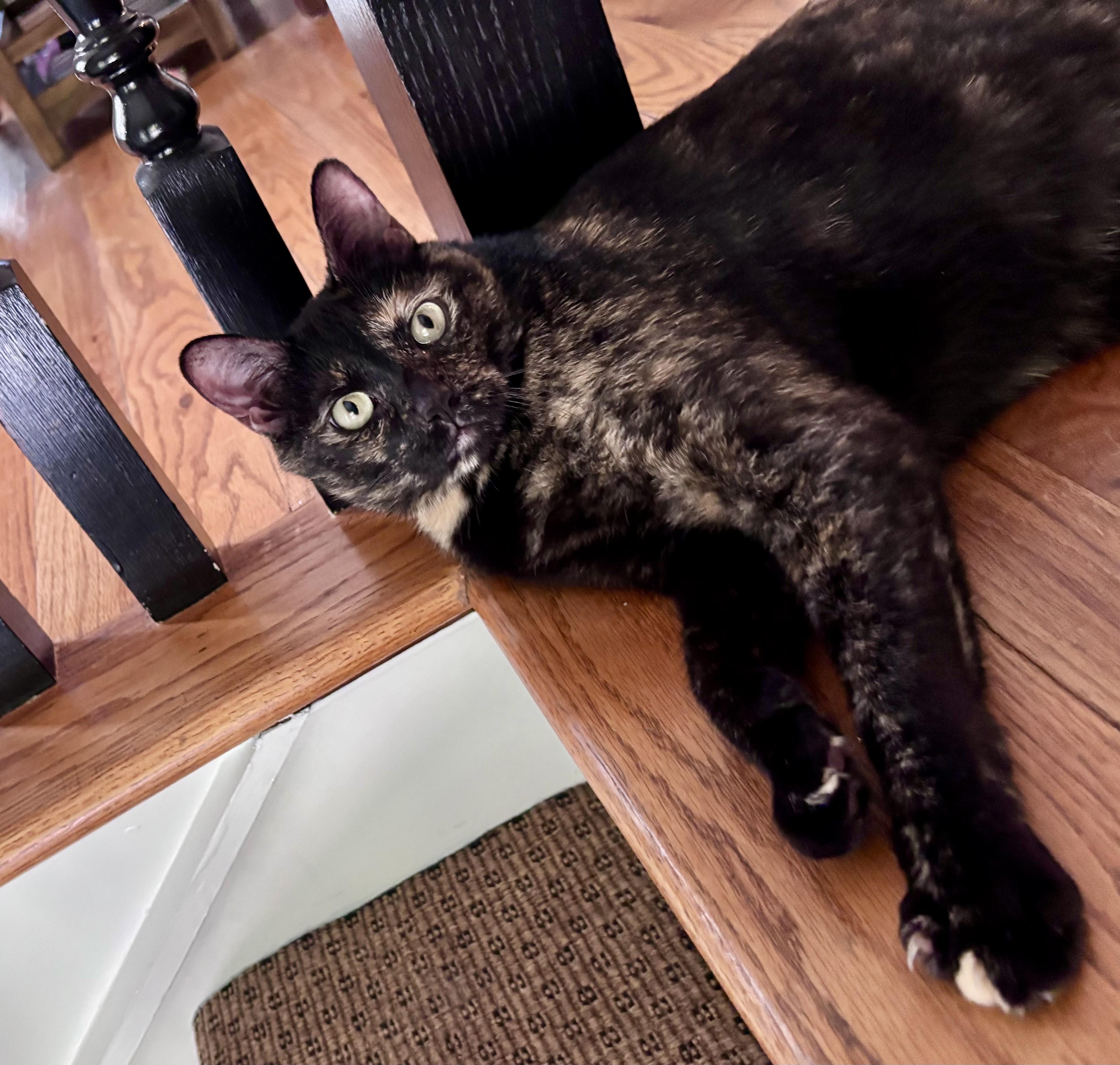 Enlarge Batgirl , a Adoptable Tortoiseshell in Tallahassee, FL image 2/6