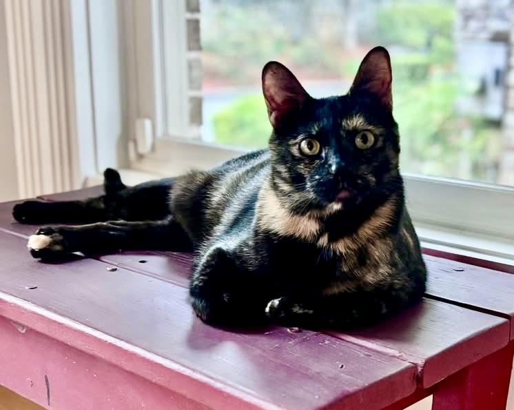 Batgirl , Adoptable, Adult Female Tortoiseshell.