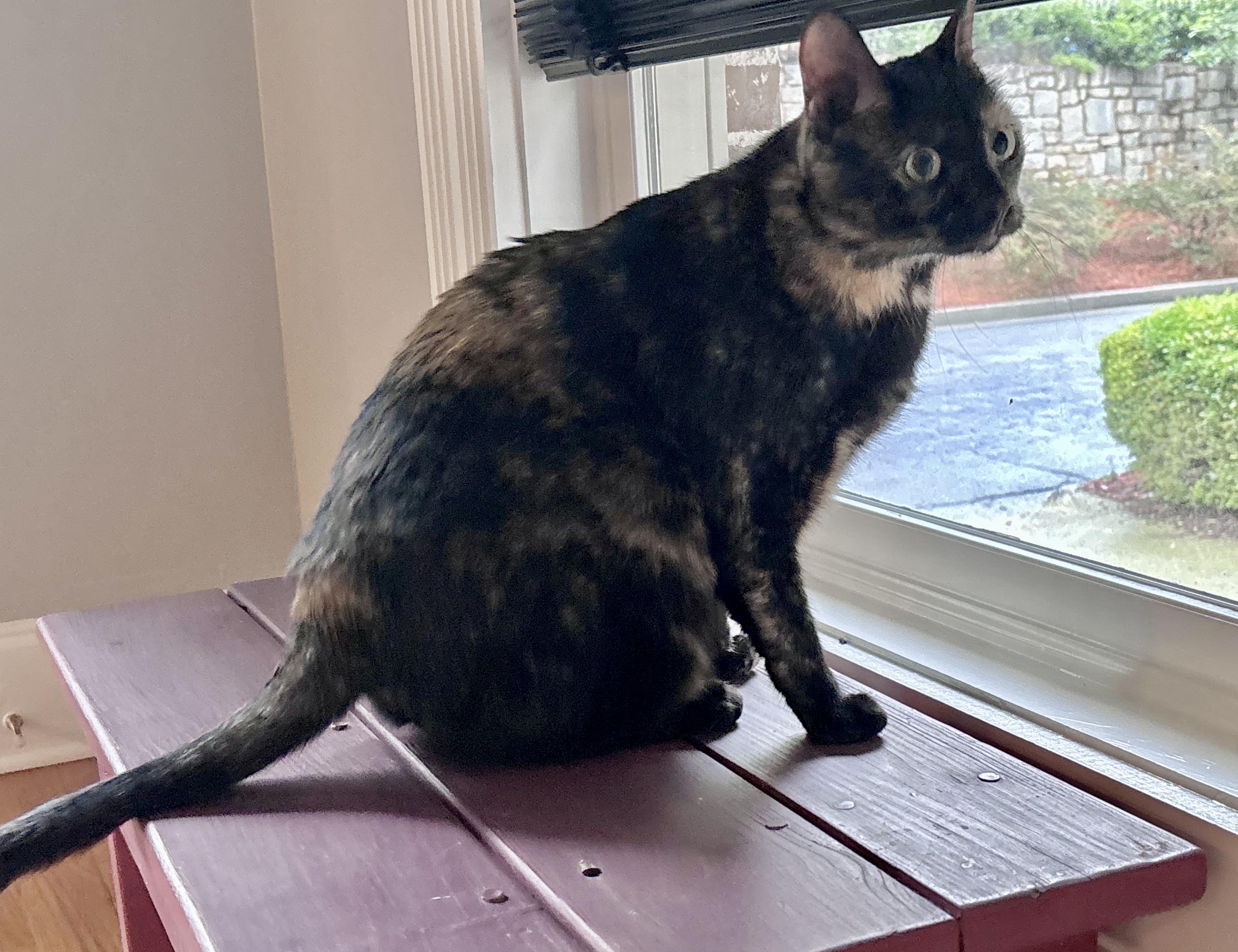 Enlarge Batgirl , a Adoptable Tortoiseshell in Tallahassee, FL image 4/6