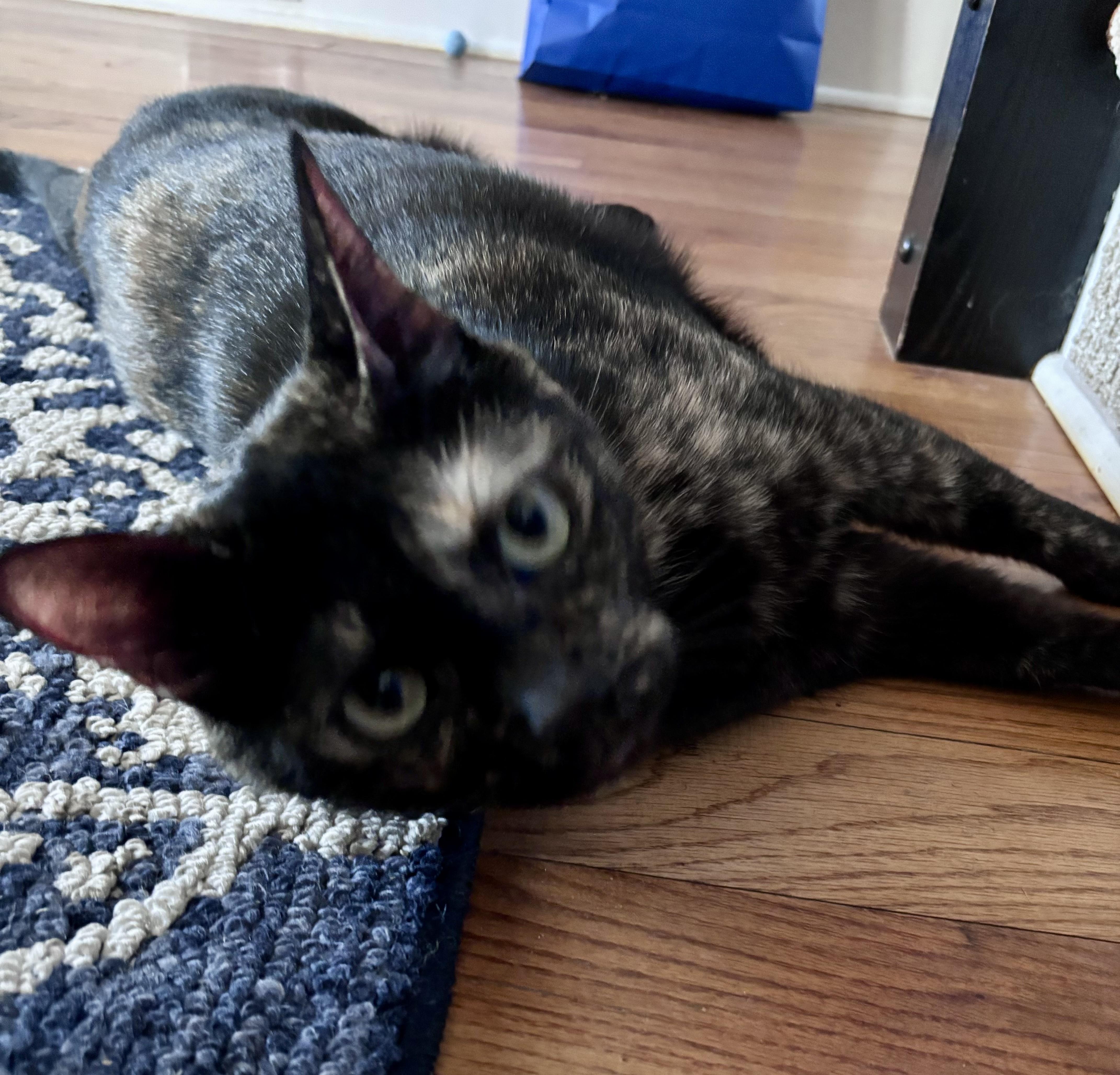 Enlarge Batgirl , a Adoptable Tortoiseshell in Tallahassee, FL image 6/6