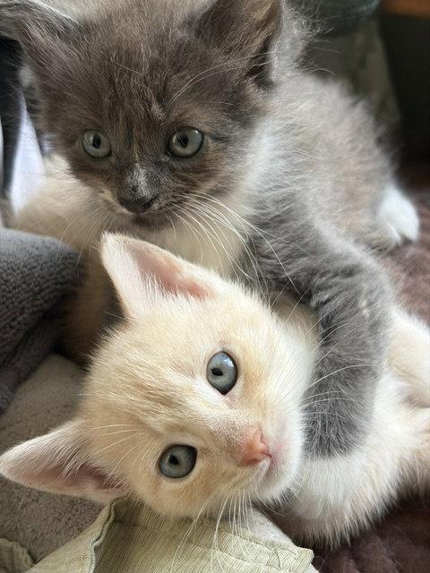 Enlarge Jodi, a Adoptable Domestic Long Hair in Naugatuck, CT image 1/1