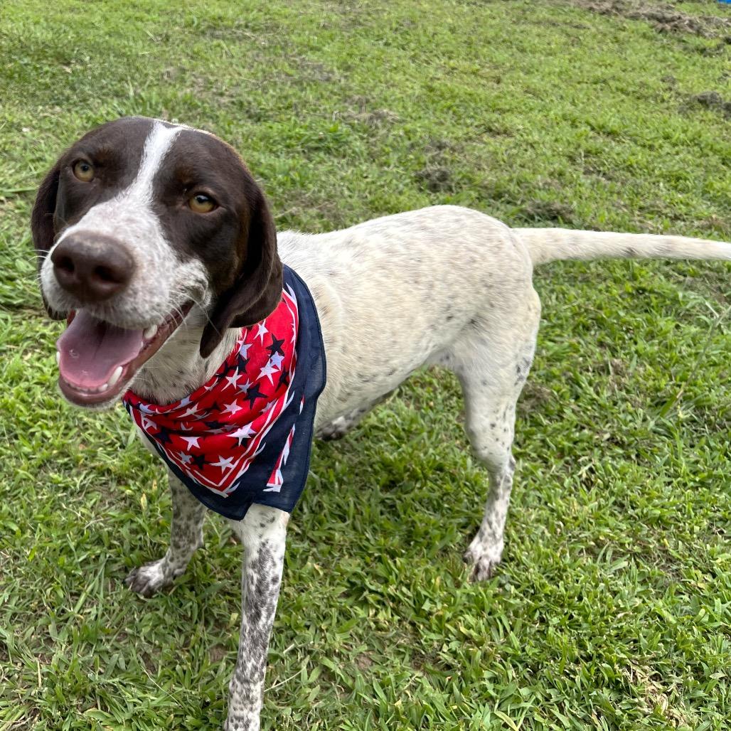 Tofu, a Adoptable mixed breed in Starkville, MS image 1/6