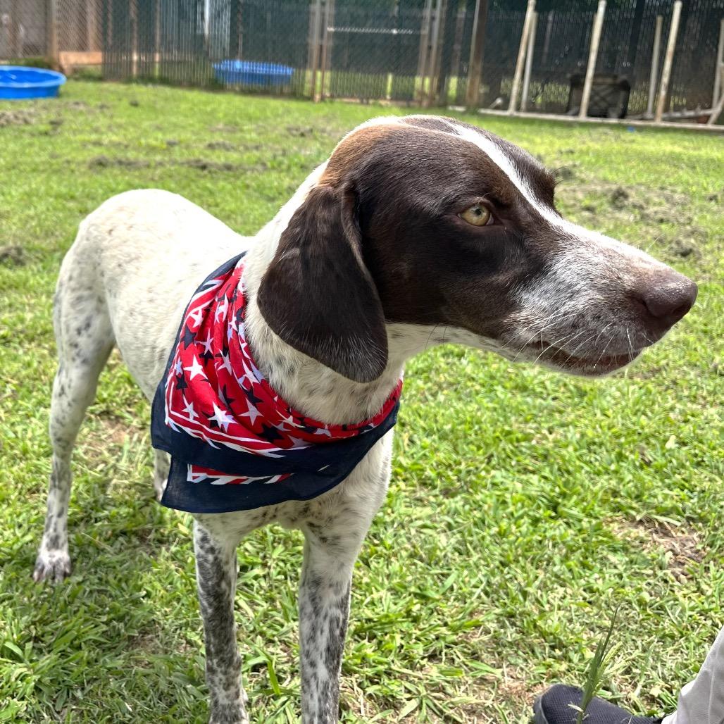 Tofu, a Adoptable mixed breed in Starkville, MS image 3/6