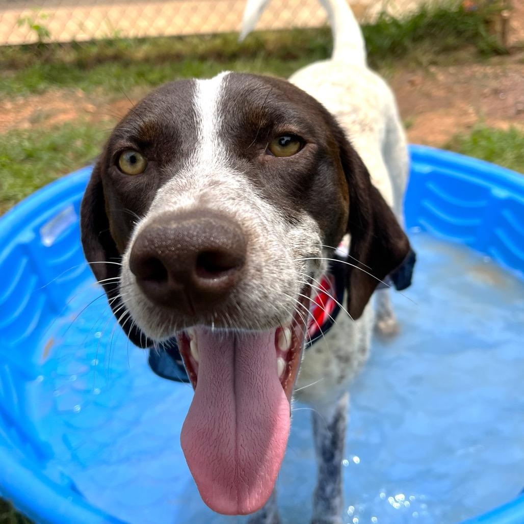 Tofu, a Adoptable mixed breed in Starkville, MS image 4/6