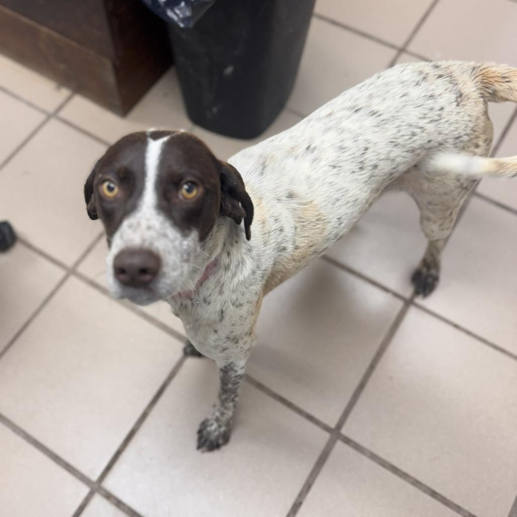 Tofu, a Adoptable mixed breed in Starkville, MS image 5/6