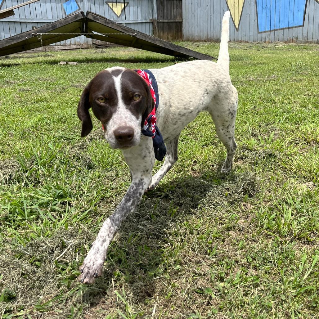 Tofu, a Adoptable mixed breed in Starkville, MS image 6/6