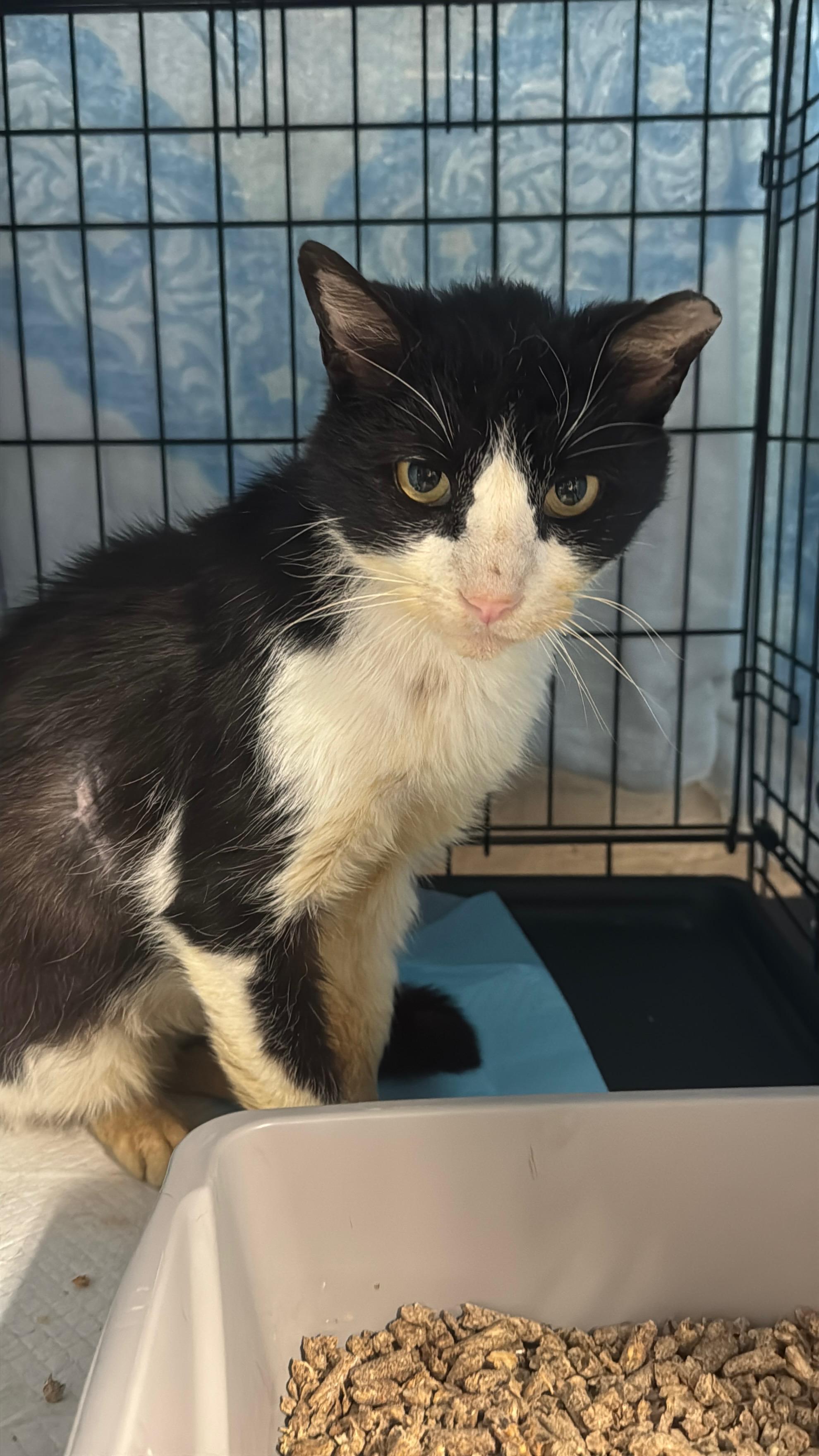 Enlarge Irwin, an adopted Tuxedo in Bayonne, NJ image 2/3