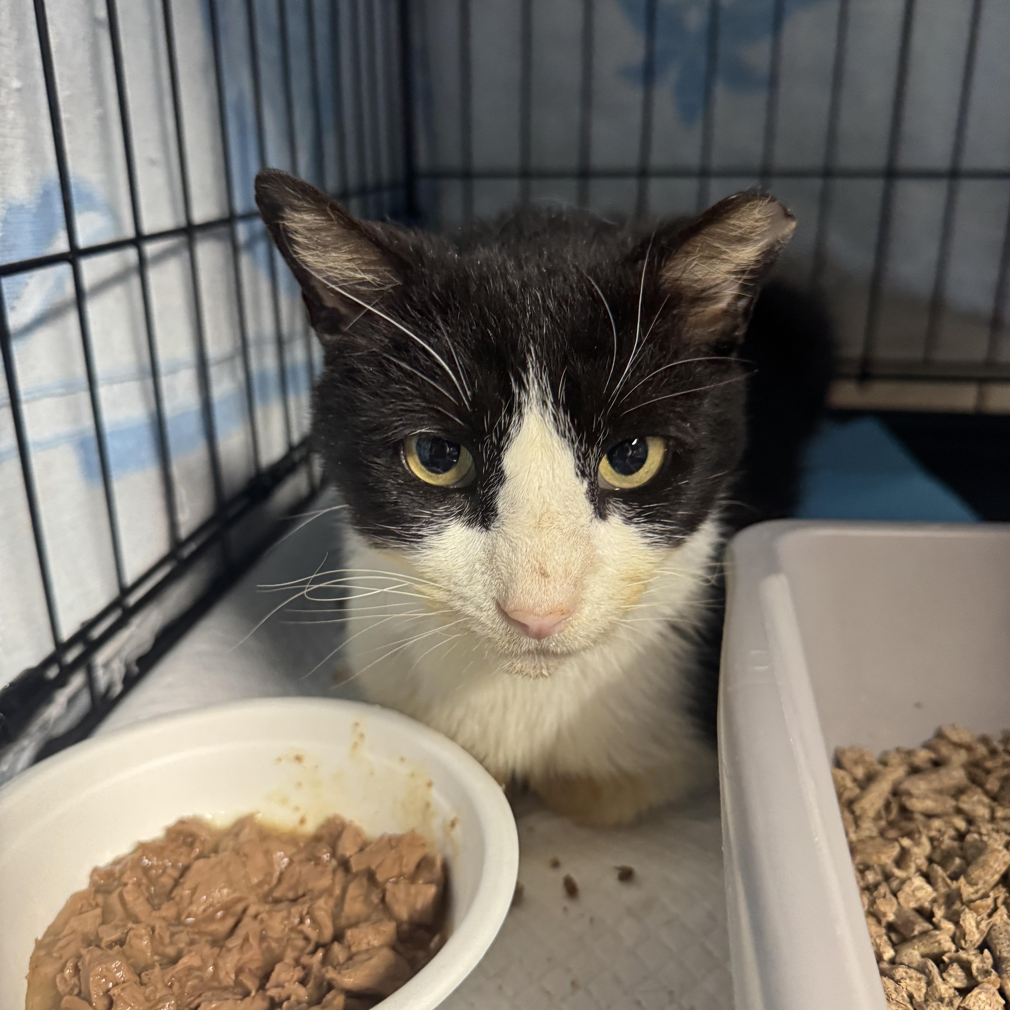 Irwin, adopted, Adult Male Tuxedo.