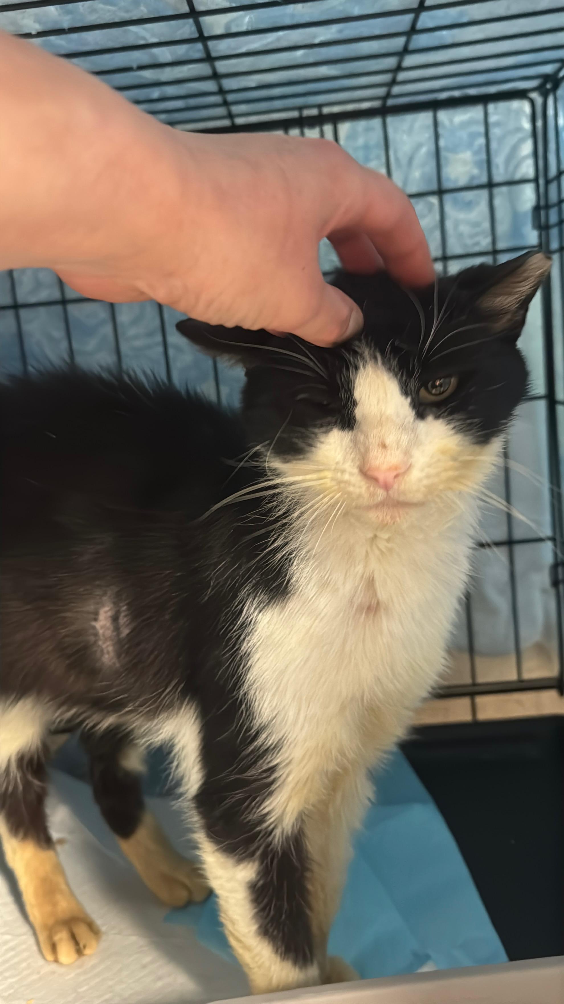 Enlarge Irwin, an adopted Tuxedo in Bayonne, NJ image 3/3