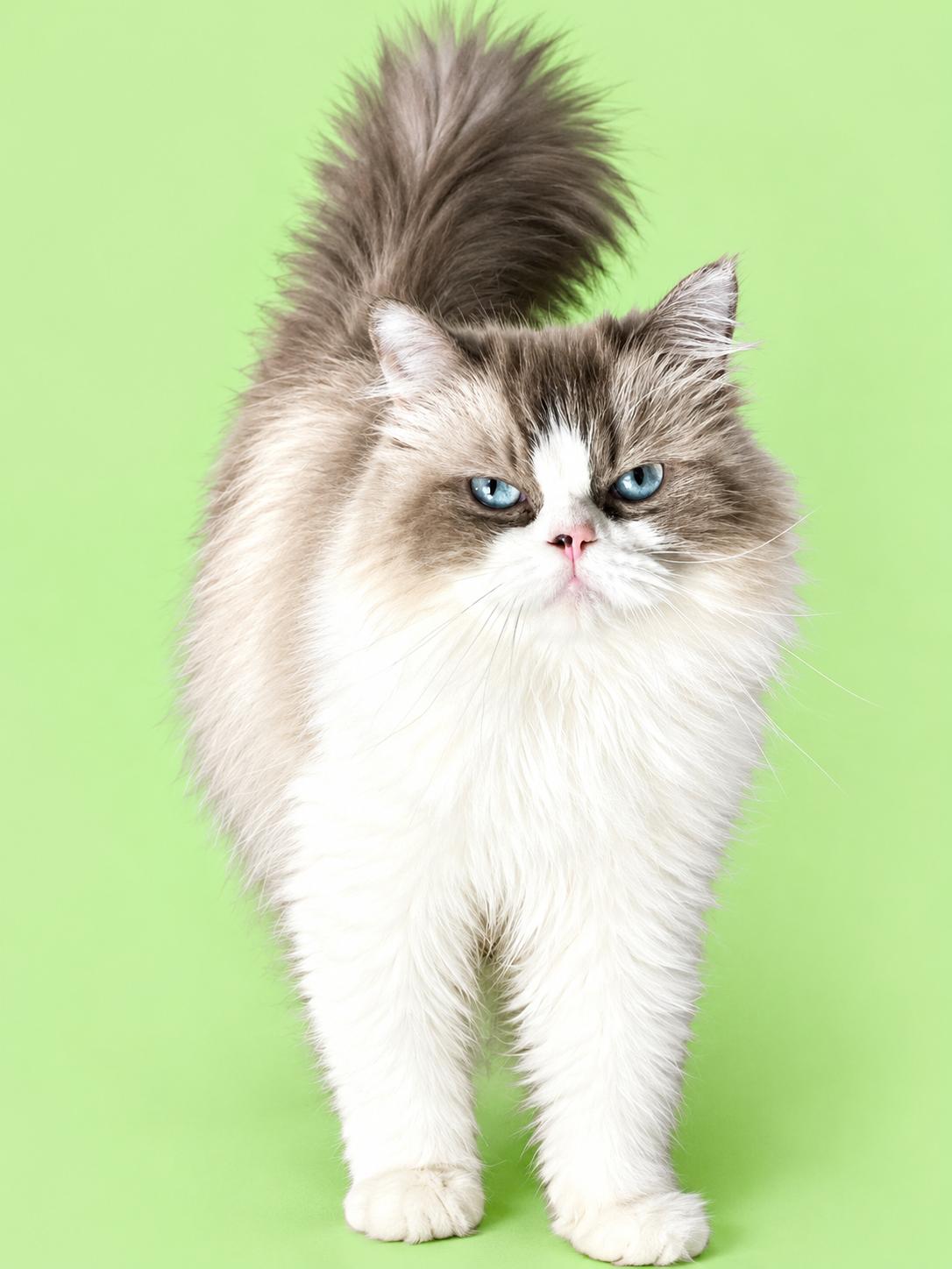Enlarge Delphine Amy, a Adopted Ragdoll in York, PA image 1/1
