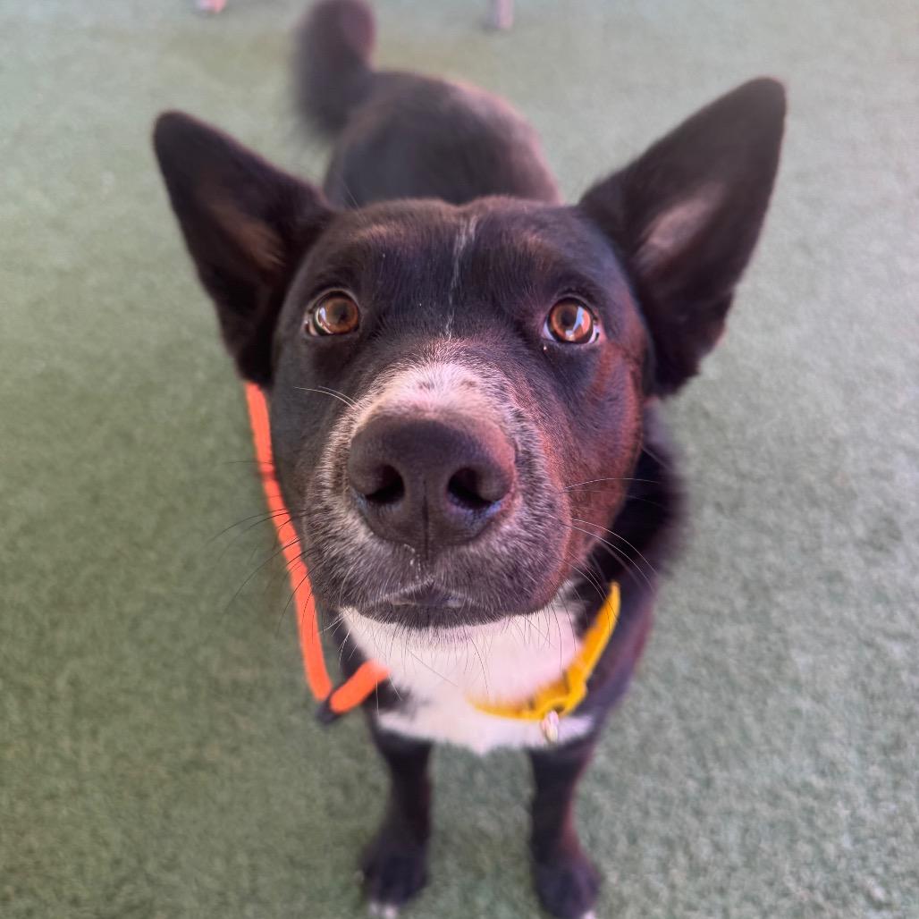Dr. Pepper, Adoptable, Adult Male Australian Kelpie.