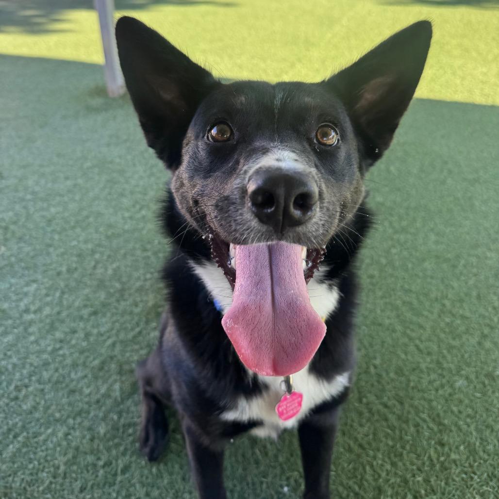 Enlarge Dr. Pepper, a Adoptable Australian Kelpie in Buellton, CA image 3/6