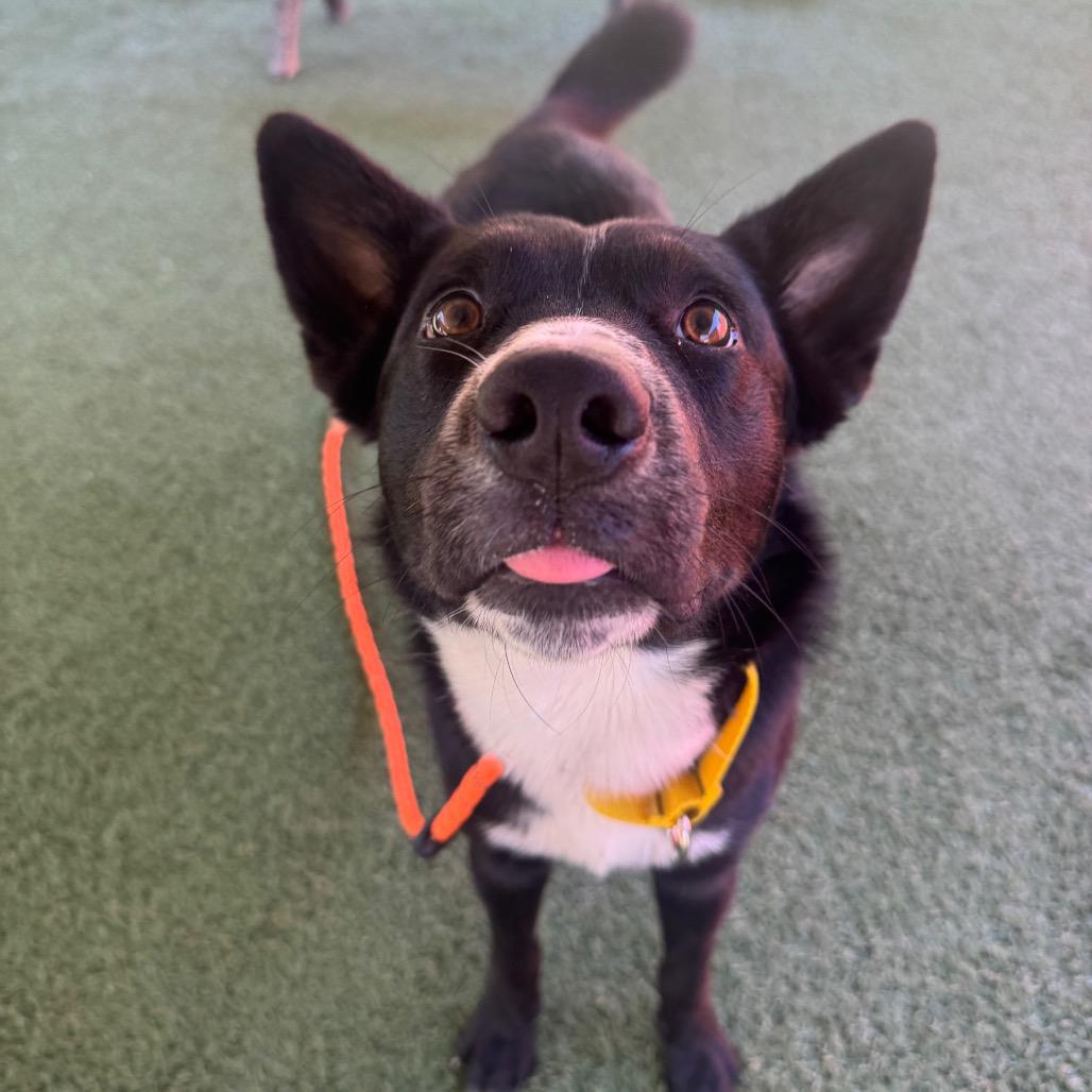 Enlarge Dr. Pepper, a Adoptable Australian Kelpie in Buellton, CA image 6/6