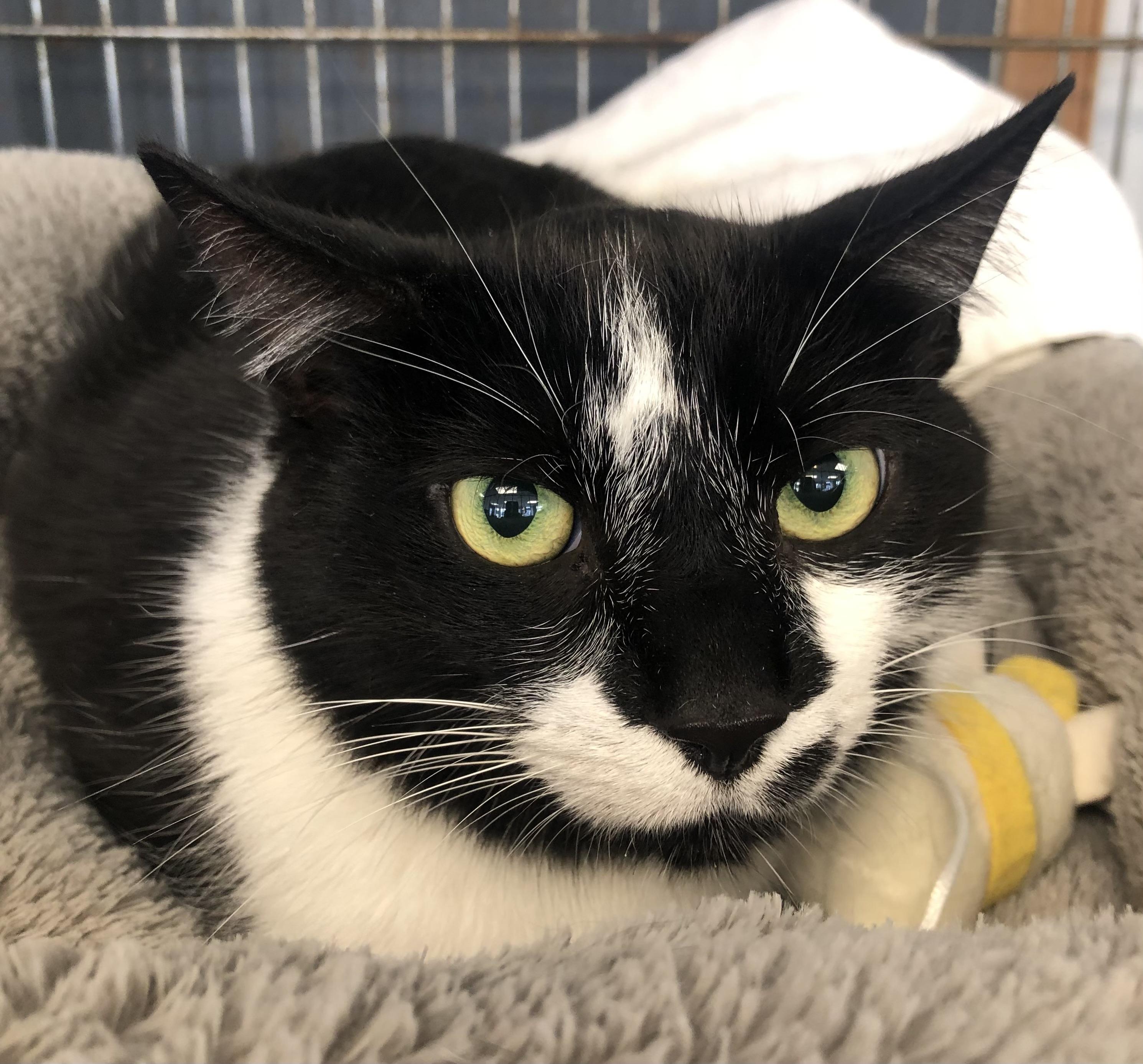 Swad, Adult Male Domestic Short Hair
