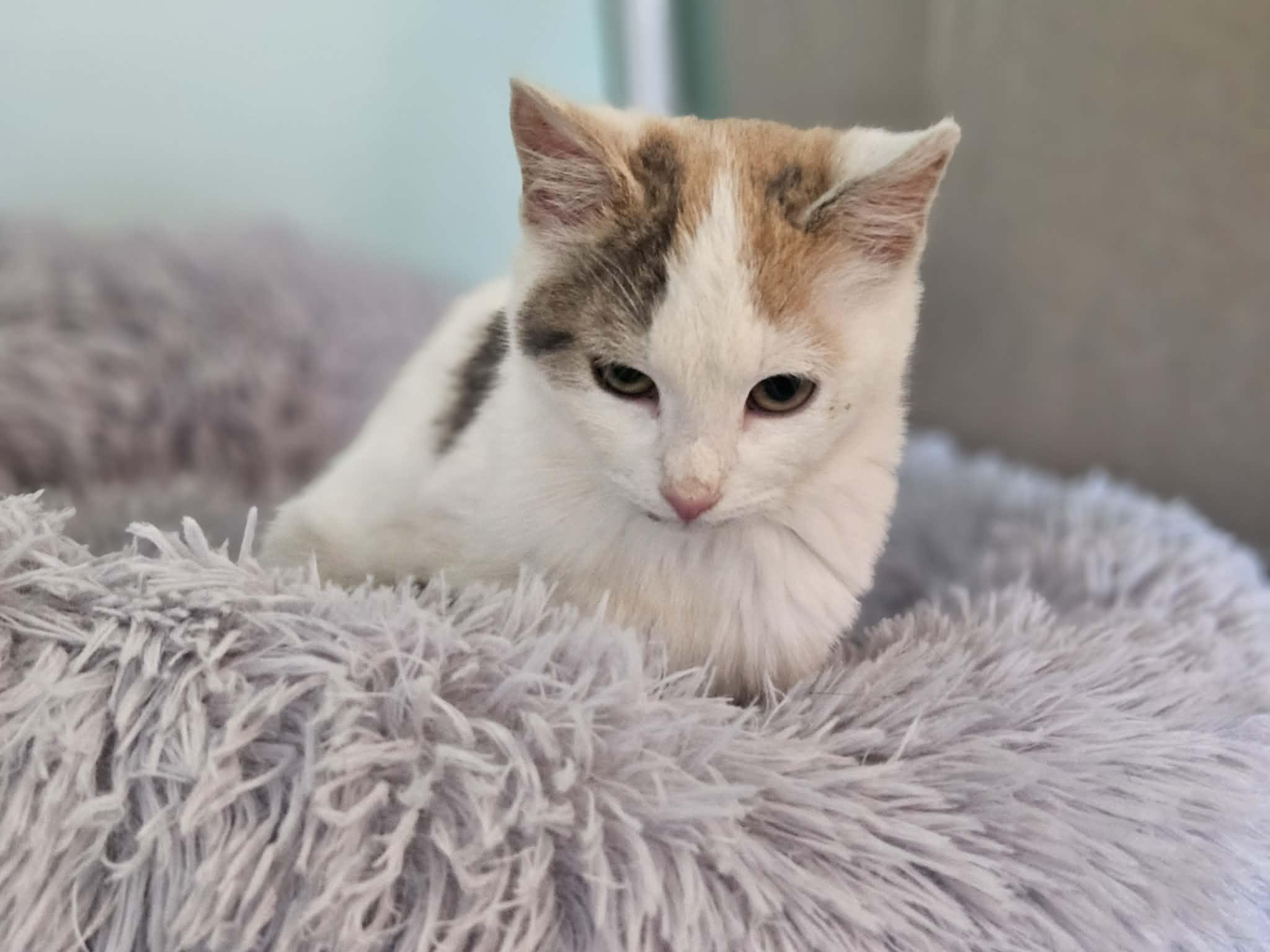 Enlarge Namine, a ADOPTABLE Domestic Short Hair in Rochester , NY image 3/6