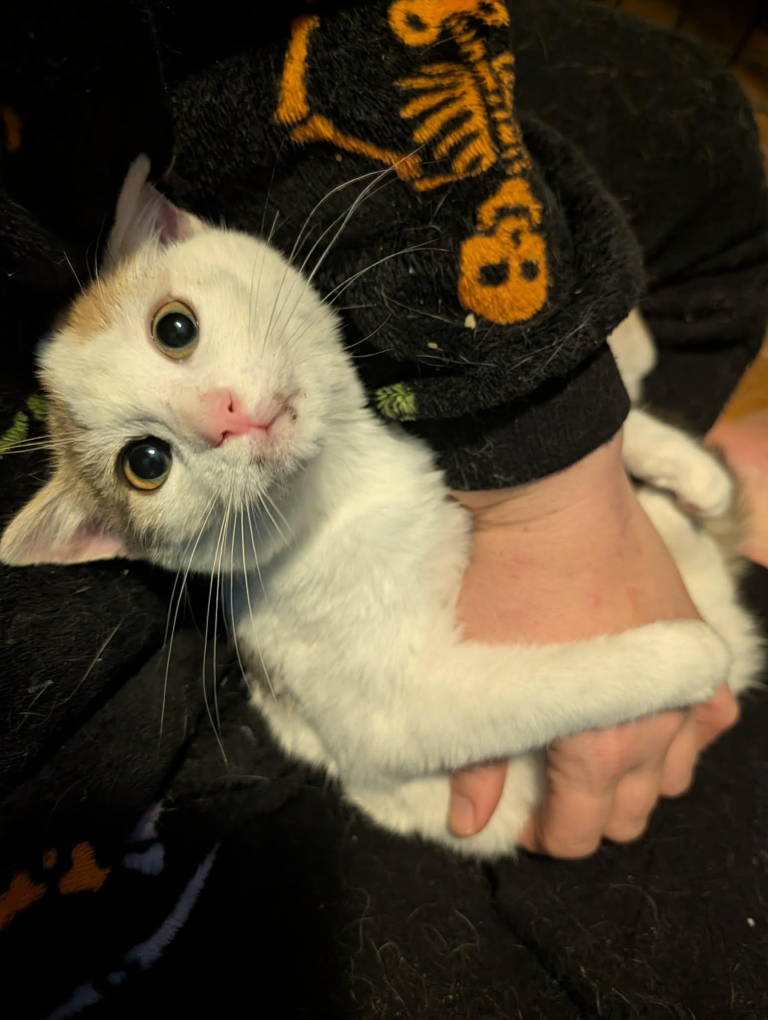 Enlarge Namine, a ADOPTABLE Domestic Short Hair in Rochester , NY image 2/6