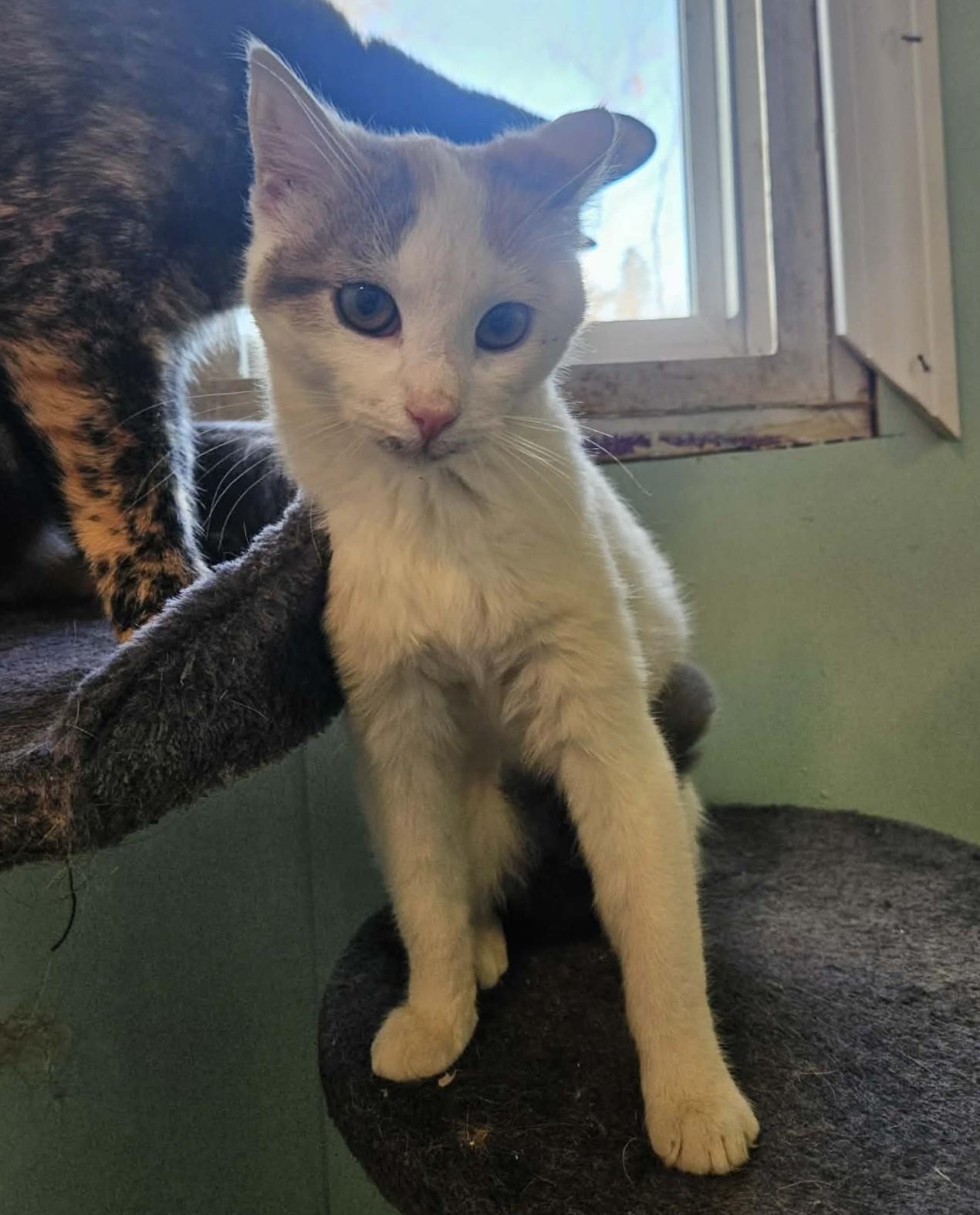 Enlarge Namine, a ADOPTABLE Domestic Short Hair in Rochester , NY image 5/6