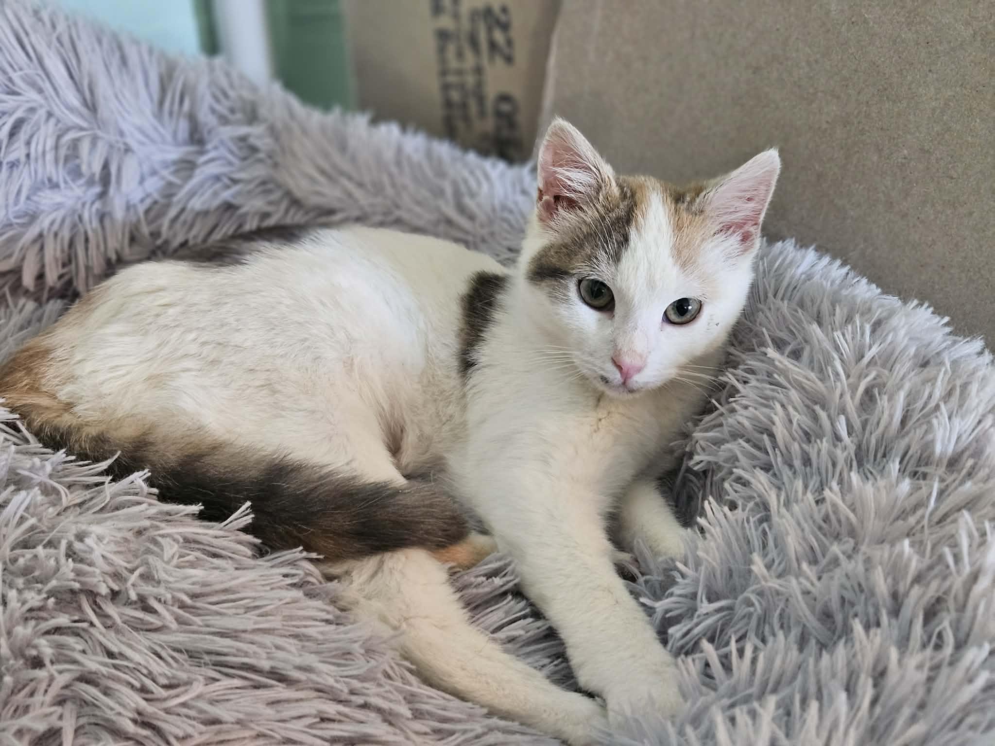 Namine — thumbnail 4