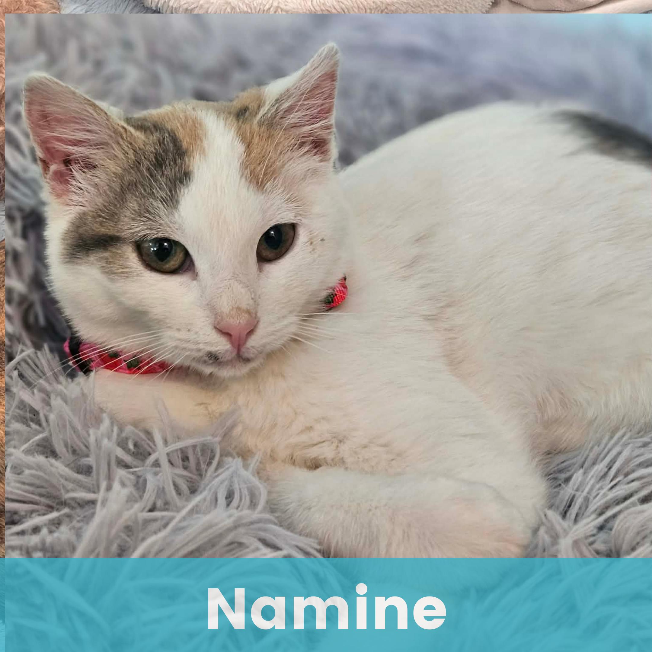 Enlarge Namine, a ADOPTABLE Domestic Short Hair in Rochester , NY image 1/6