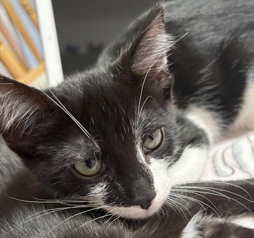 Ding Dong, Adopted, Kitten Male Domestic Short Hair.