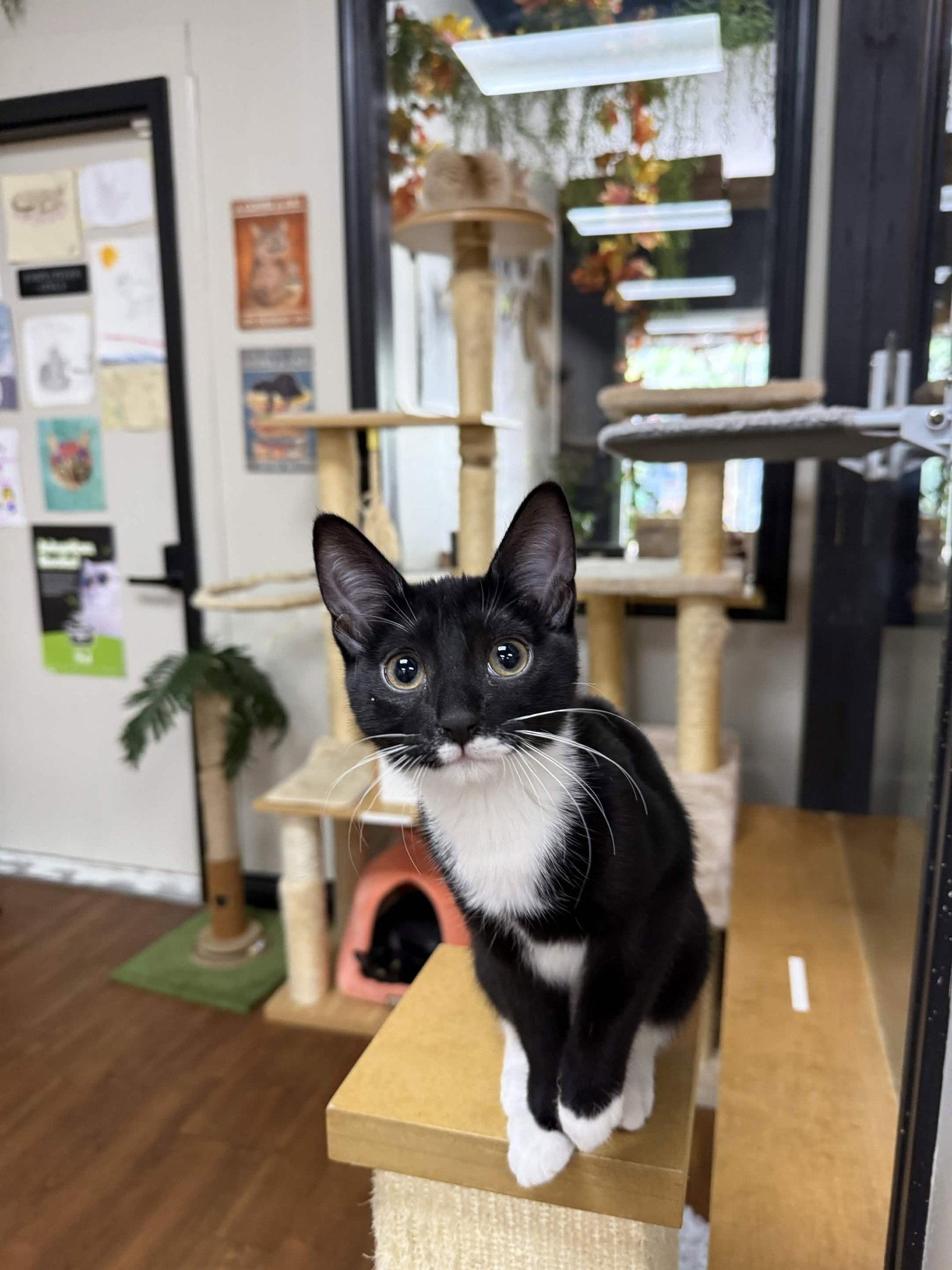 Blue Bell, Adoptable, Kitten Female Domestic Short Hair.