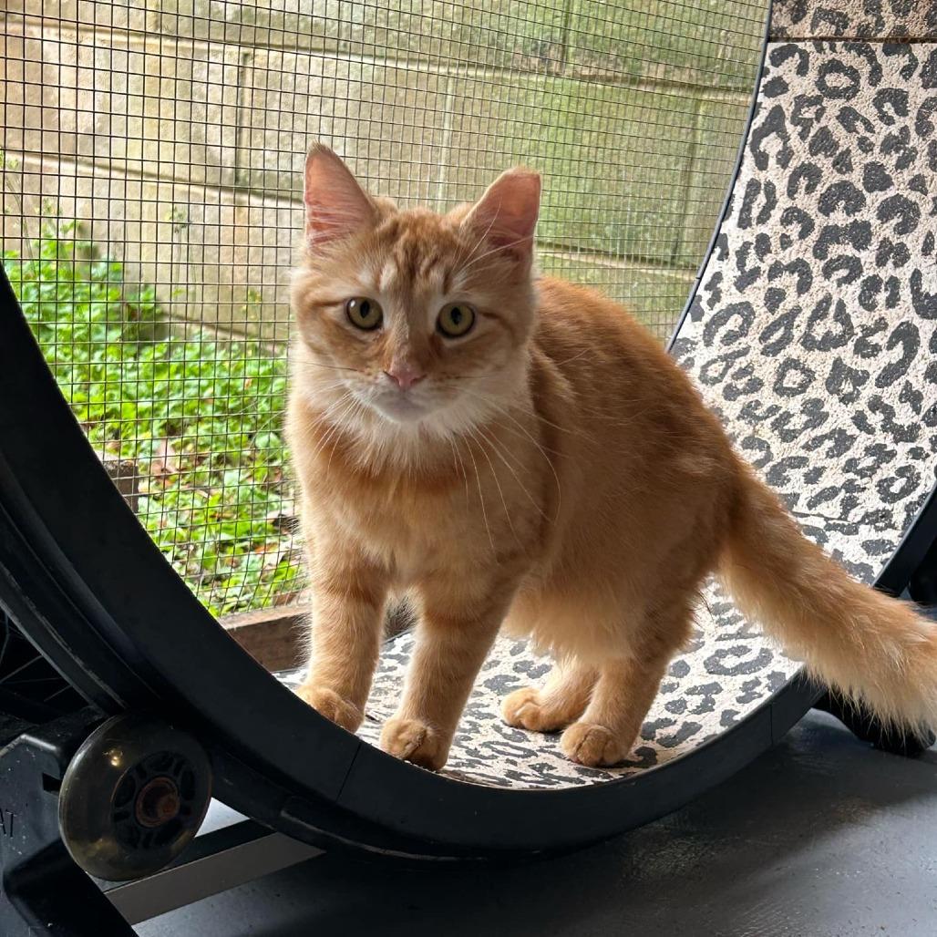 Rebel, a Adoptable Domestic Medium Hair in Enterprise, AL image 1/5