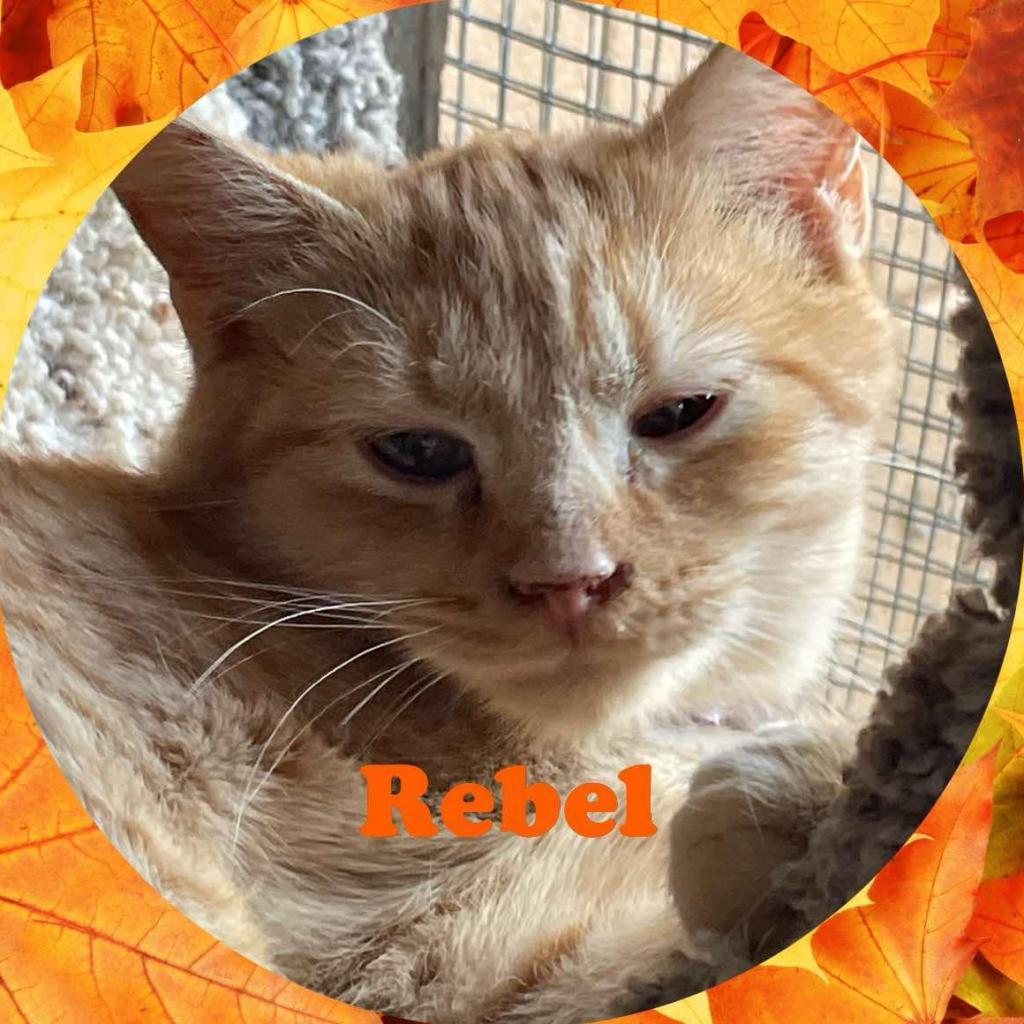 Rebel, a Adoptable Domestic Medium Hair in Enterprise, AL image 3/5
