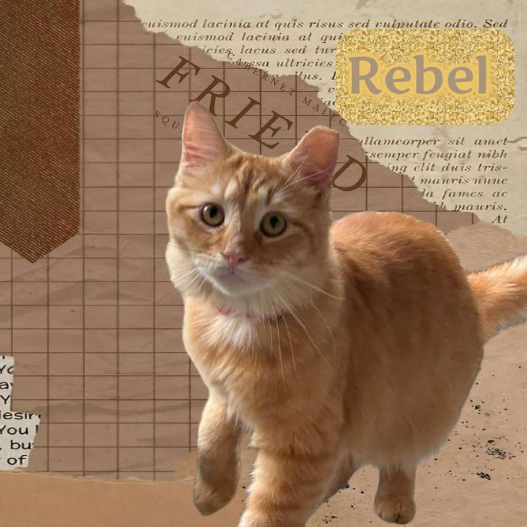 Rebel, a Adoptable Domestic Medium Hair in Enterprise, AL image 4/5