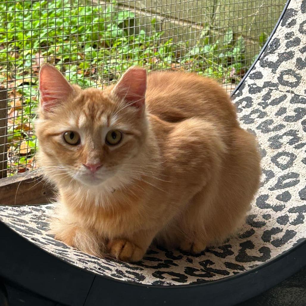 Rebel, a Adoptable Domestic Medium Hair in Enterprise, AL image 3/5