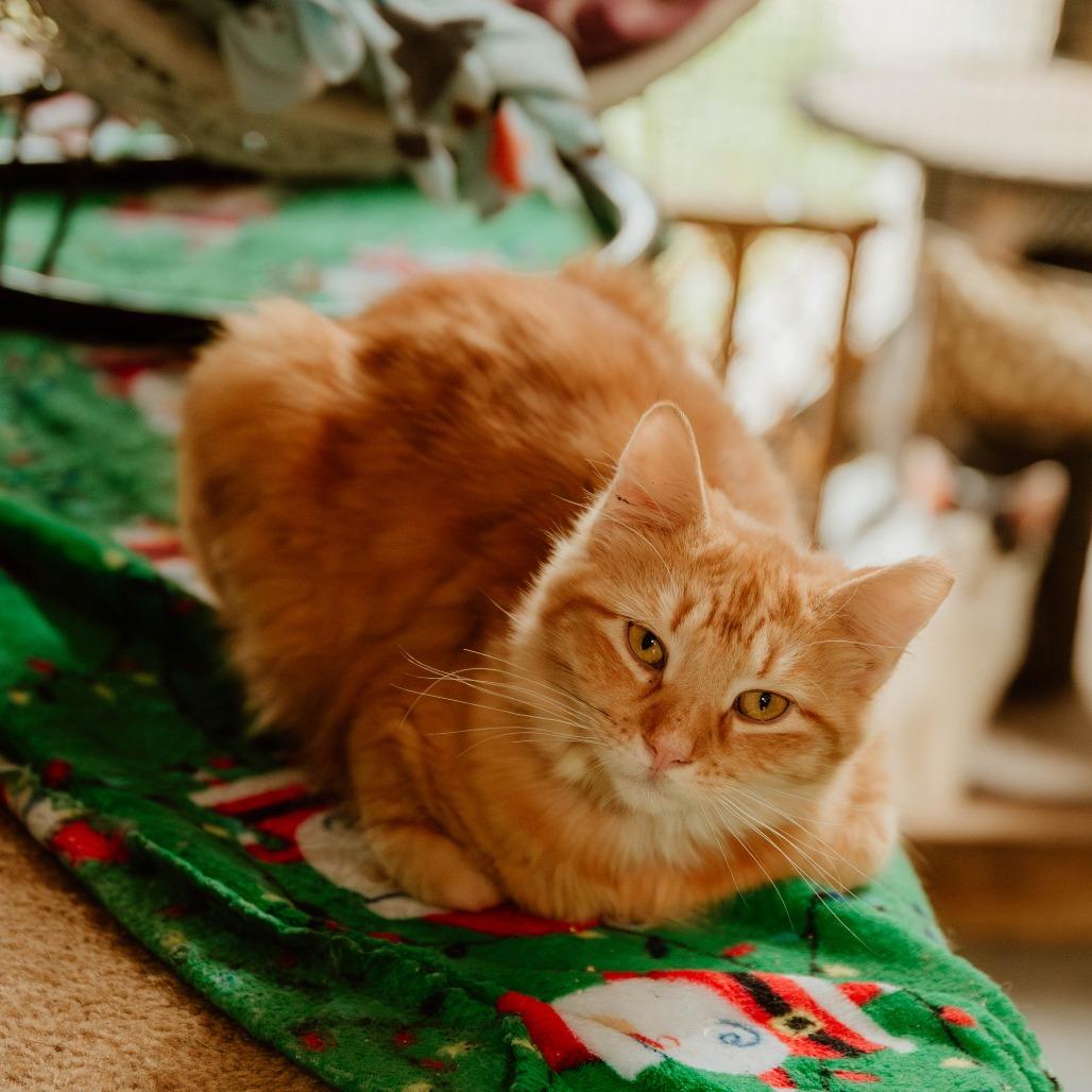 Rebel, a Adoptable Domestic Medium Hair in Enterprise, AL image 5/5