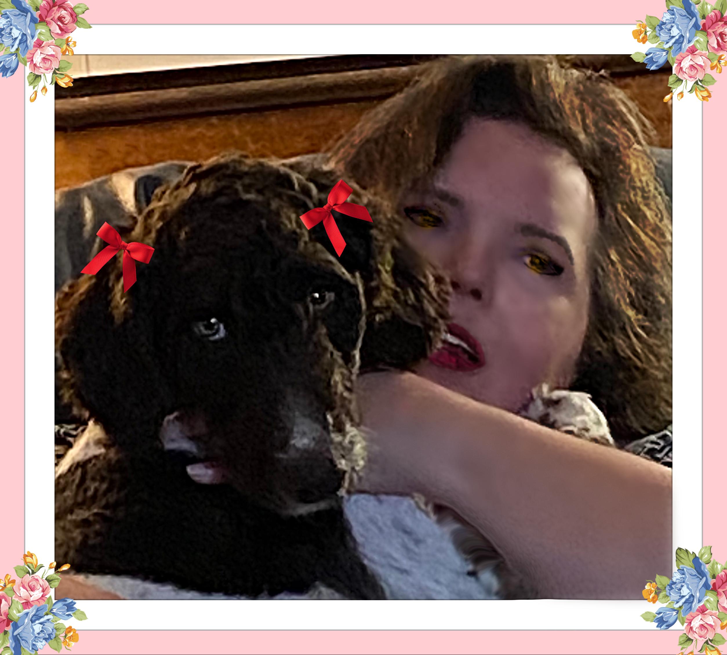 Beau "Boom Boom" Bleu, Adopted, Young Male Goldendoodle.