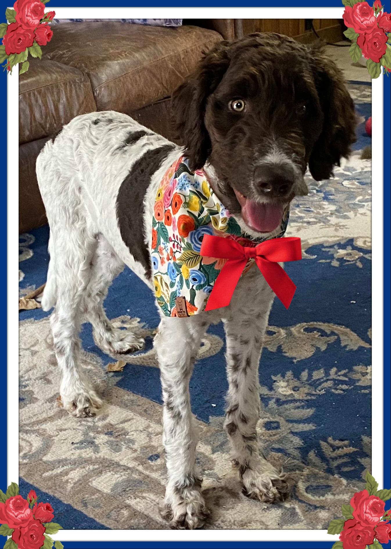 Enlarge Beau "Boom Boom" Bleu, a Adopted Goldendoodle in Lenoir, NC image 2/4