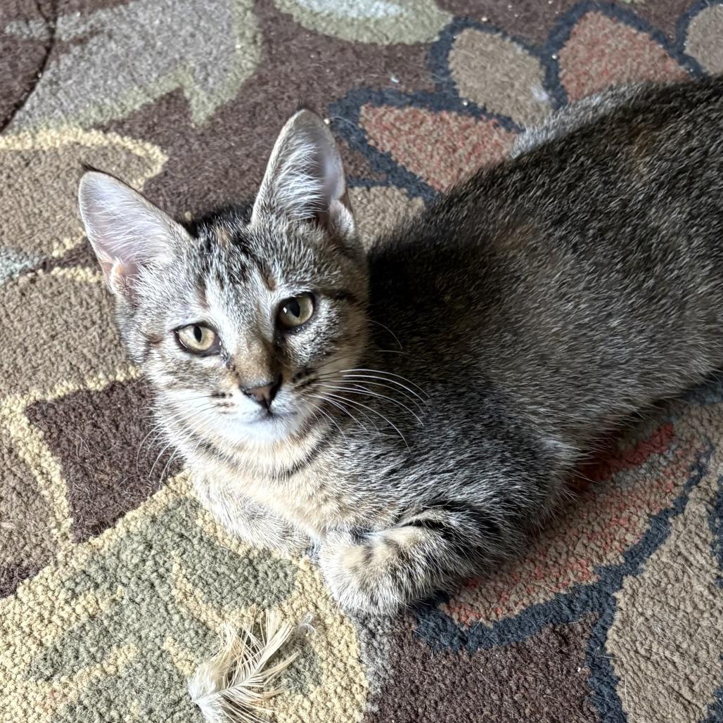 Enlarge Dot, a Adoptable Domestic Short Hair in Leander, TX image 2/6