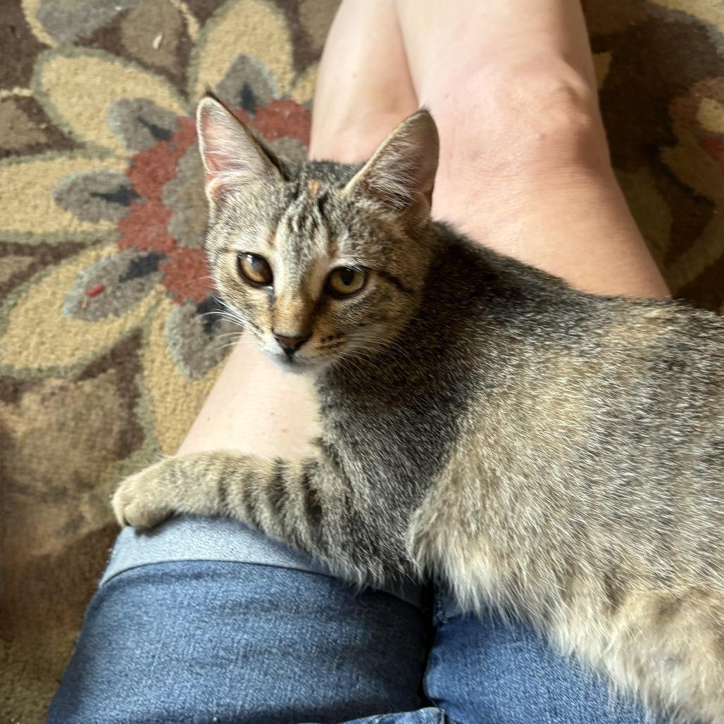Enlarge Dot, a Adoptable Domestic Short Hair in Leander, TX image 3/6