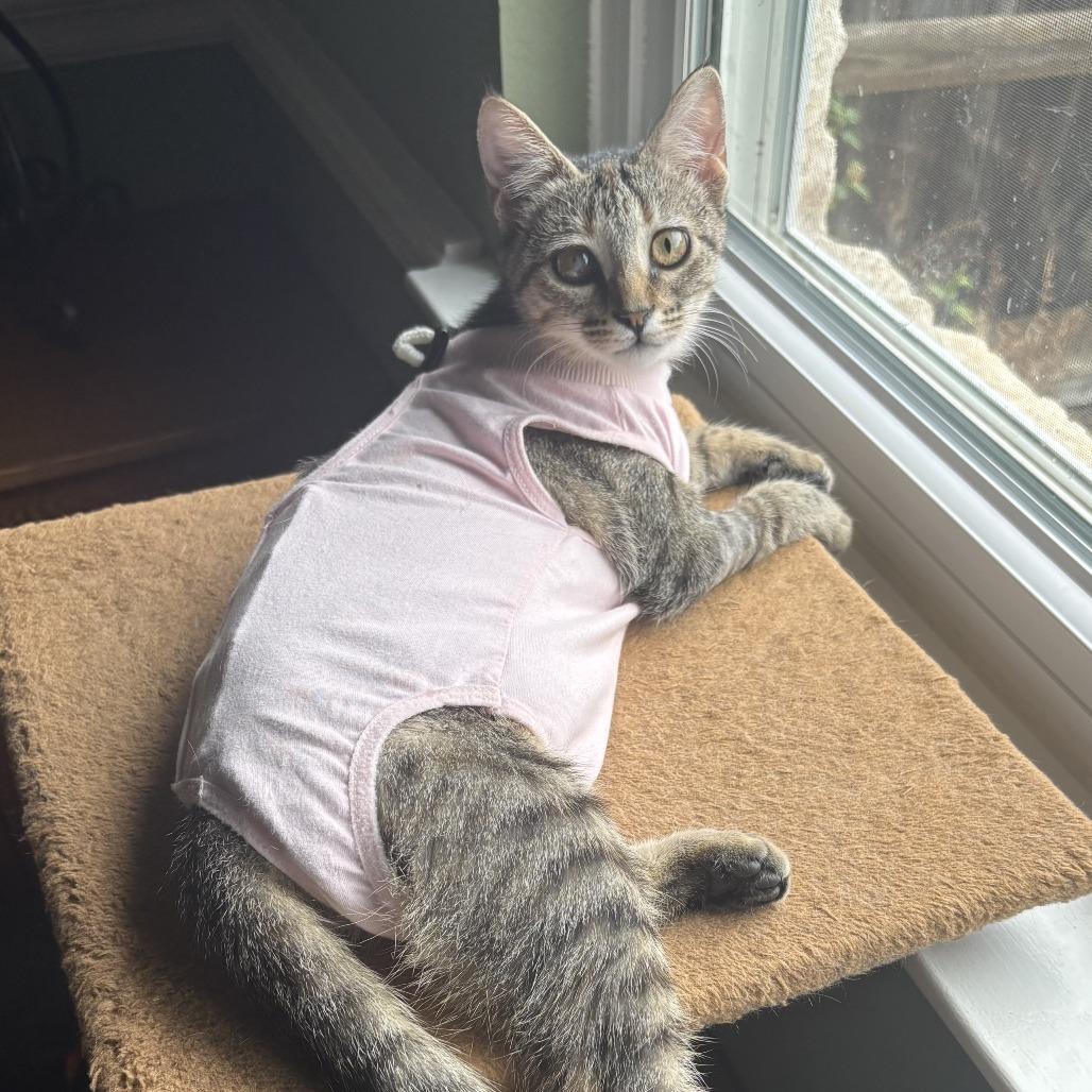 Enlarge Dot, a Adoptable Domestic Short Hair in Leander, TX image 5/6