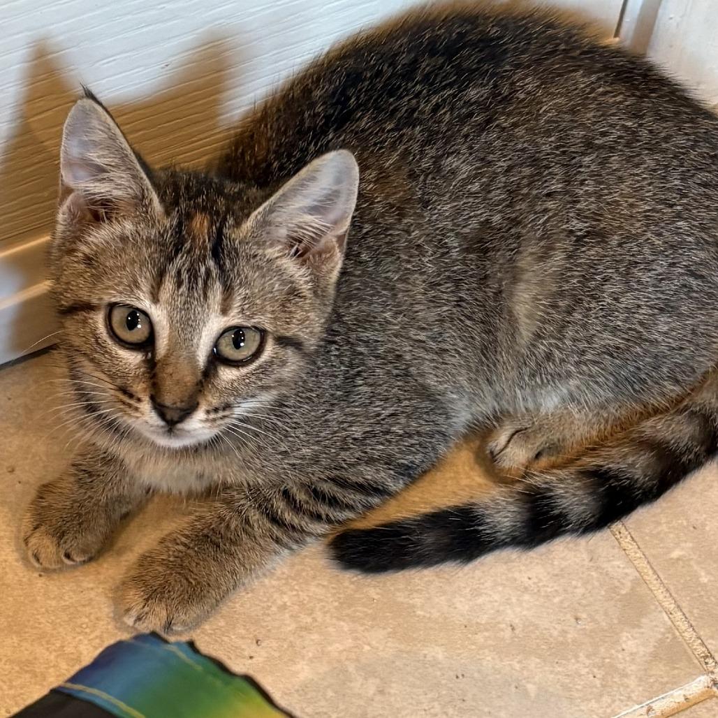Enlarge Dot, a Adoptable Domestic Short Hair in Leander, TX image 6/6