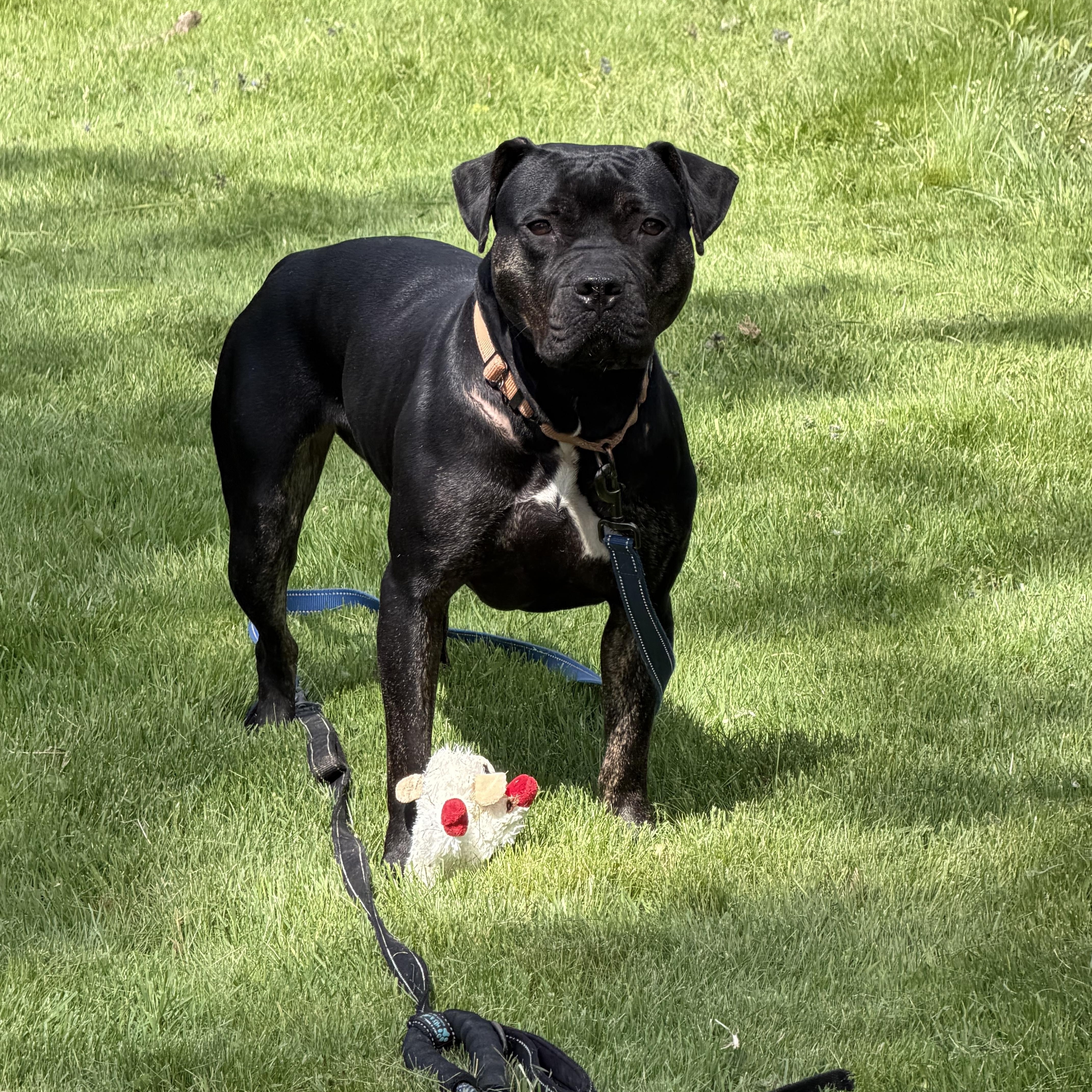 Enlarge Dottie, an adoptable mixed breed in White Oak, PA image 2/6