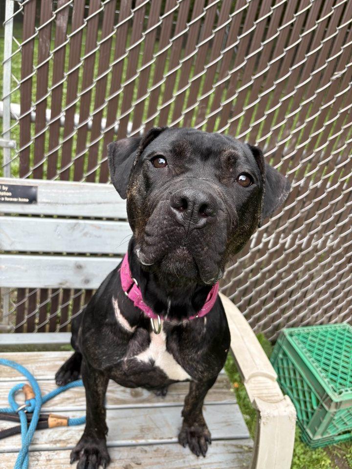 Enlarge Dottie, an adoptable mixed breed in White Oak, PA image 1/6